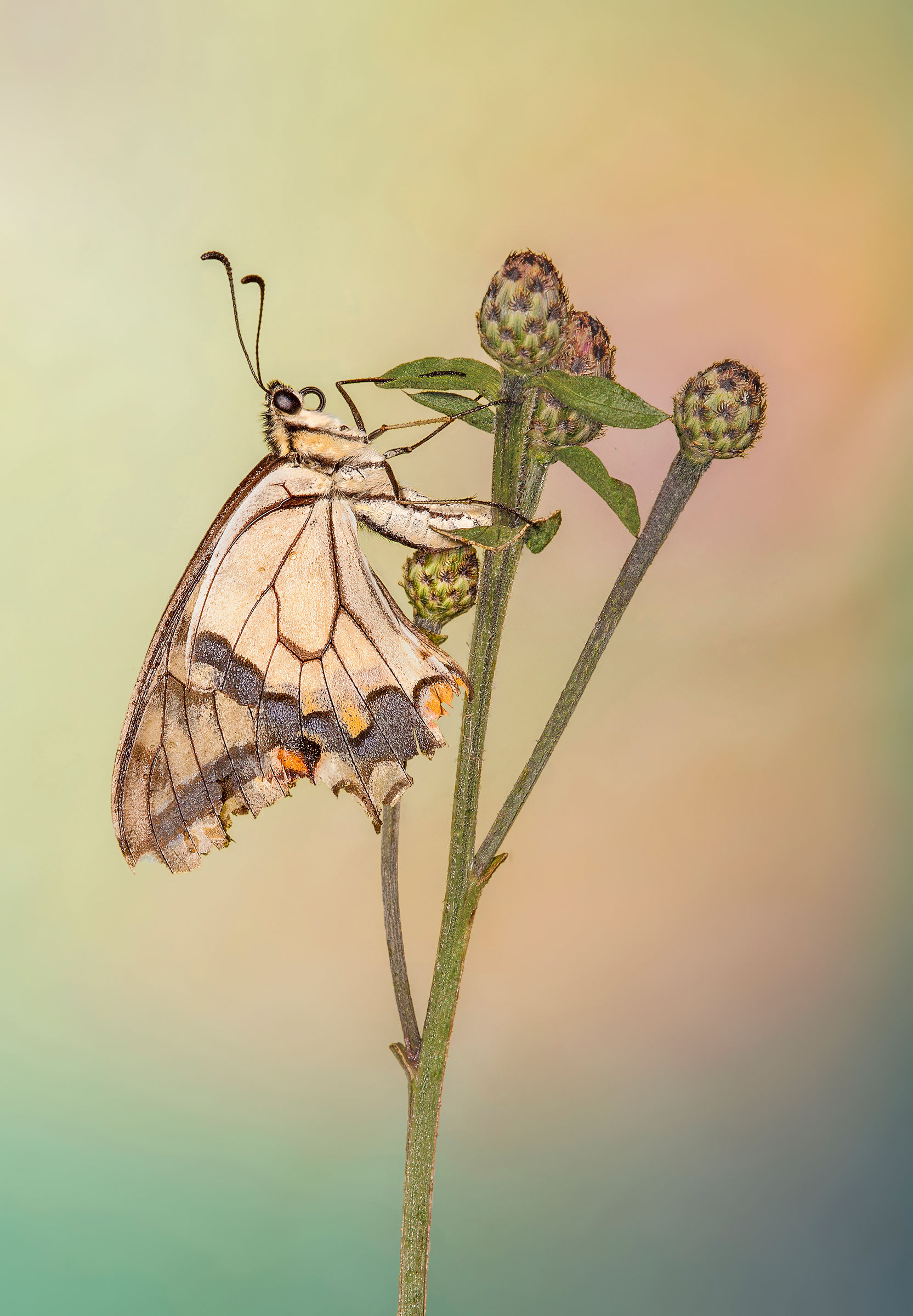 Papilio: alla fine sei sempre bella