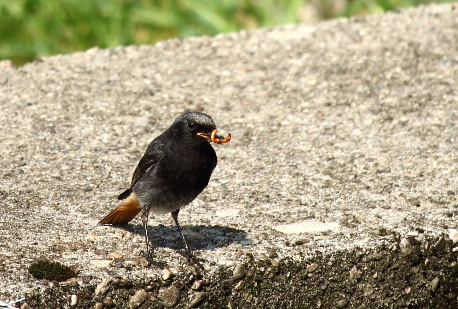 the Redstart male