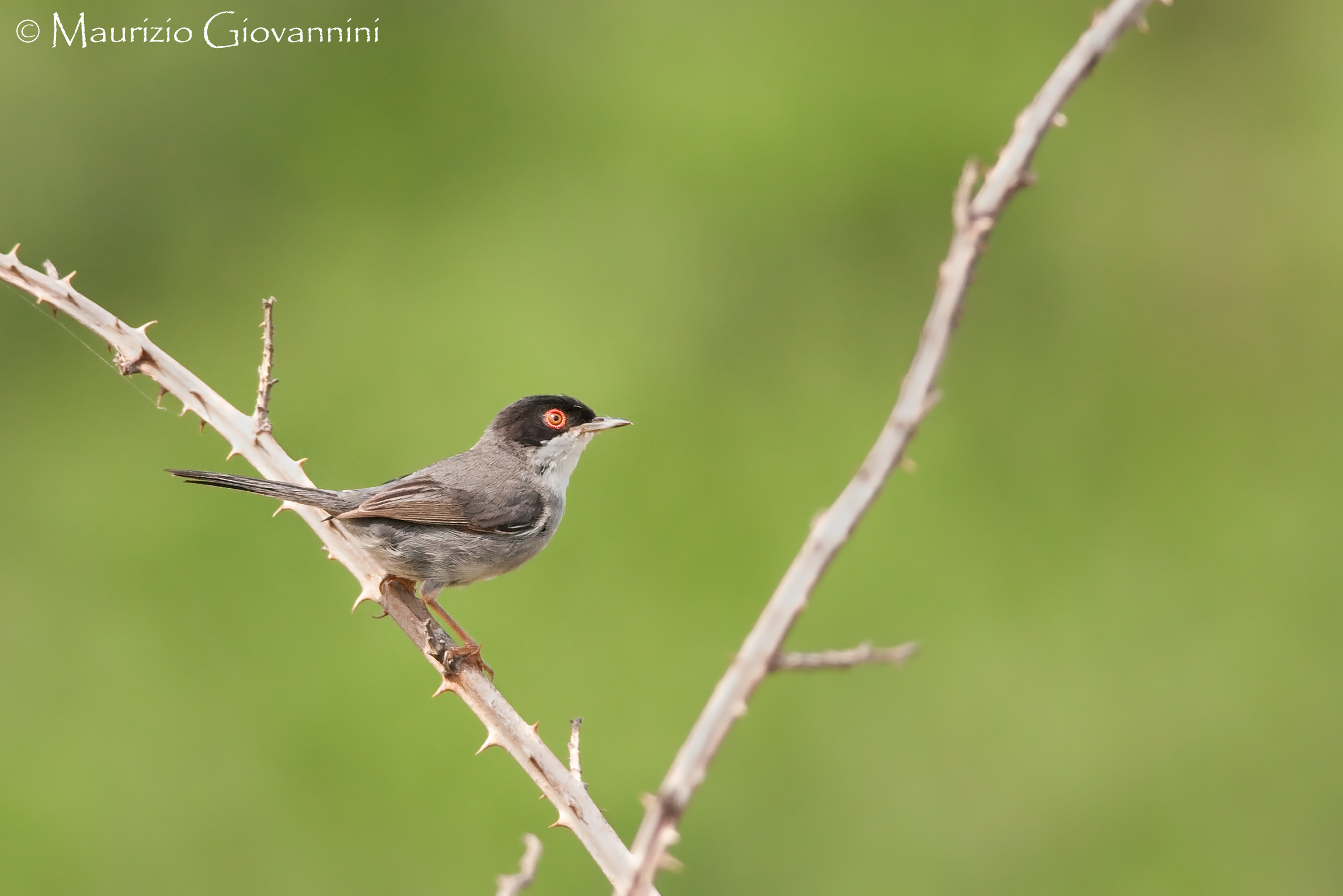 Maschio di Occhiocotto