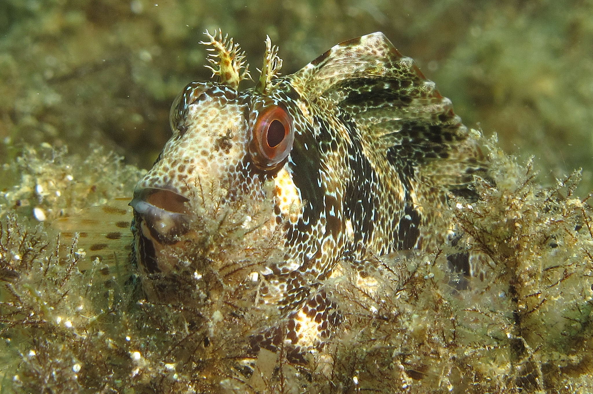 blennide