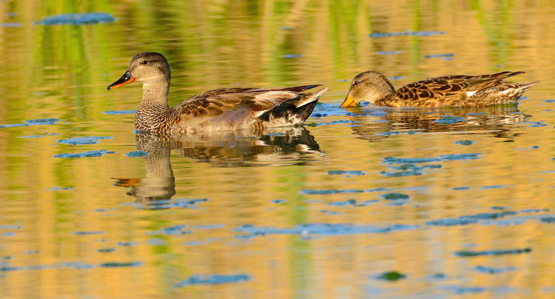 Gadwall and Shoveler in wetsuit