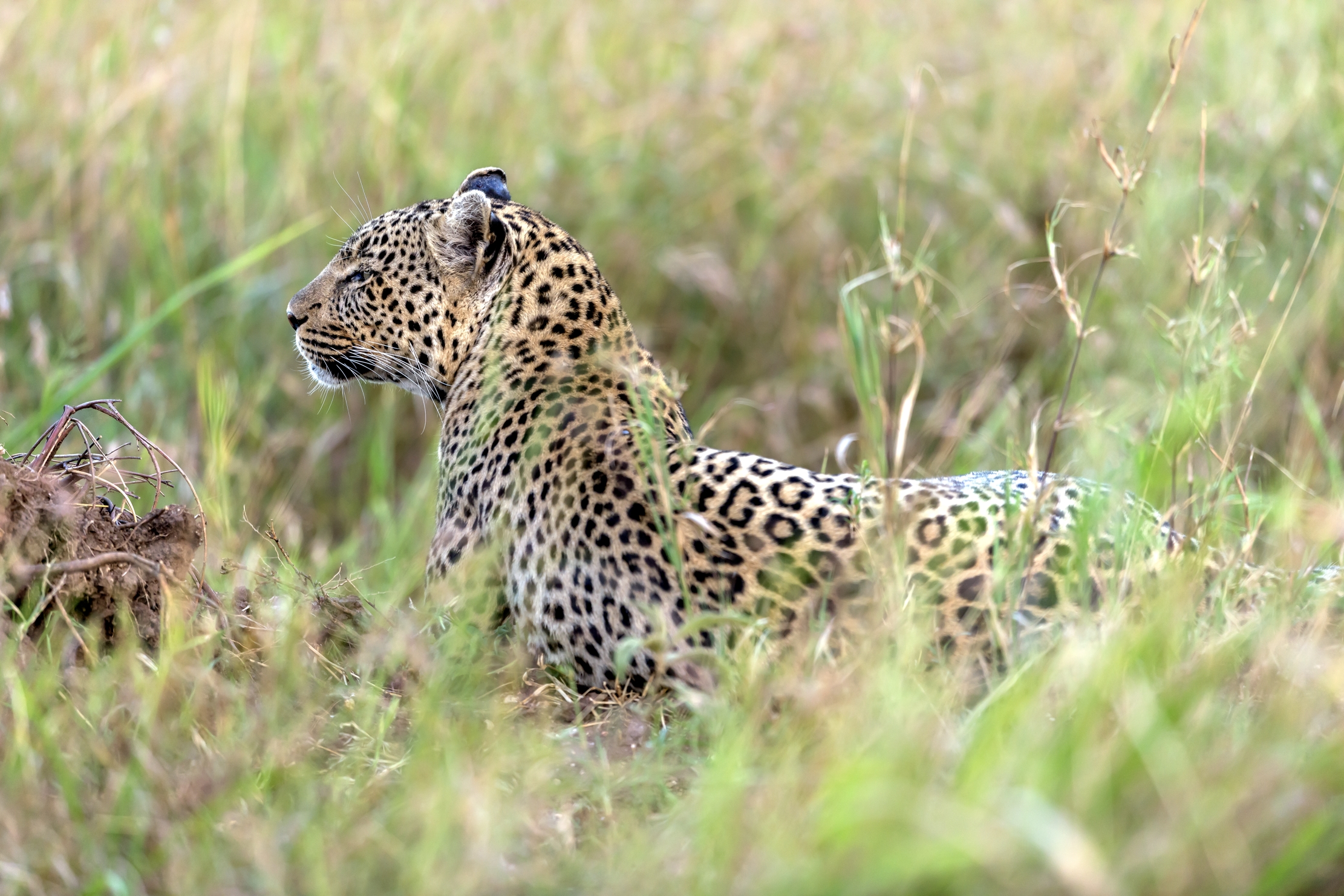 Tanzania 2016 - Leopard