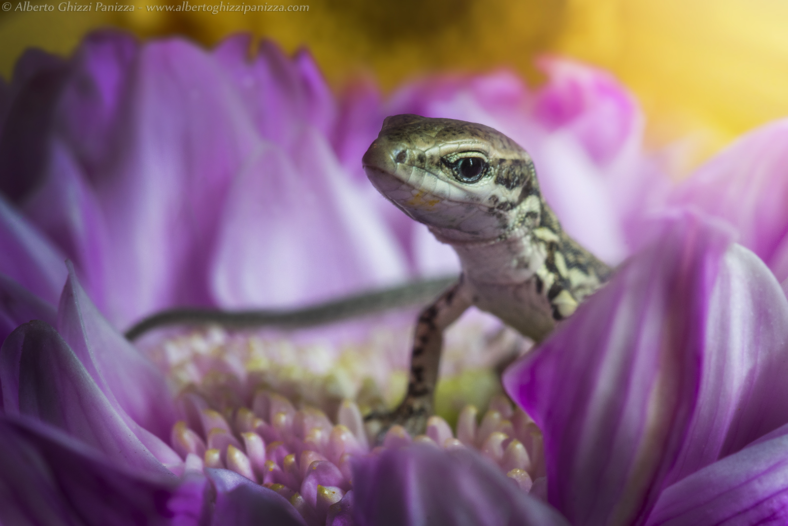 A small and curious lizard