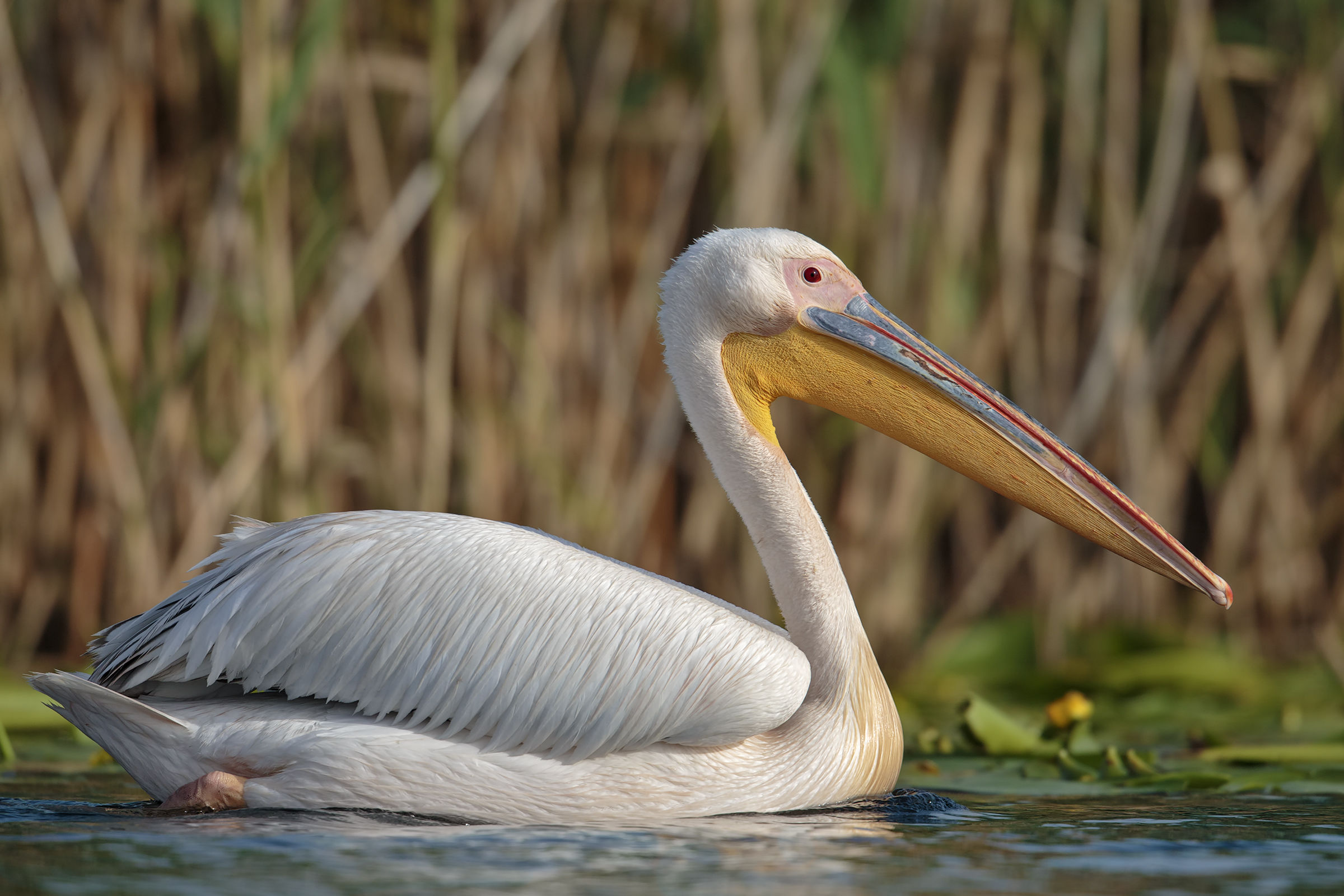 Pelican