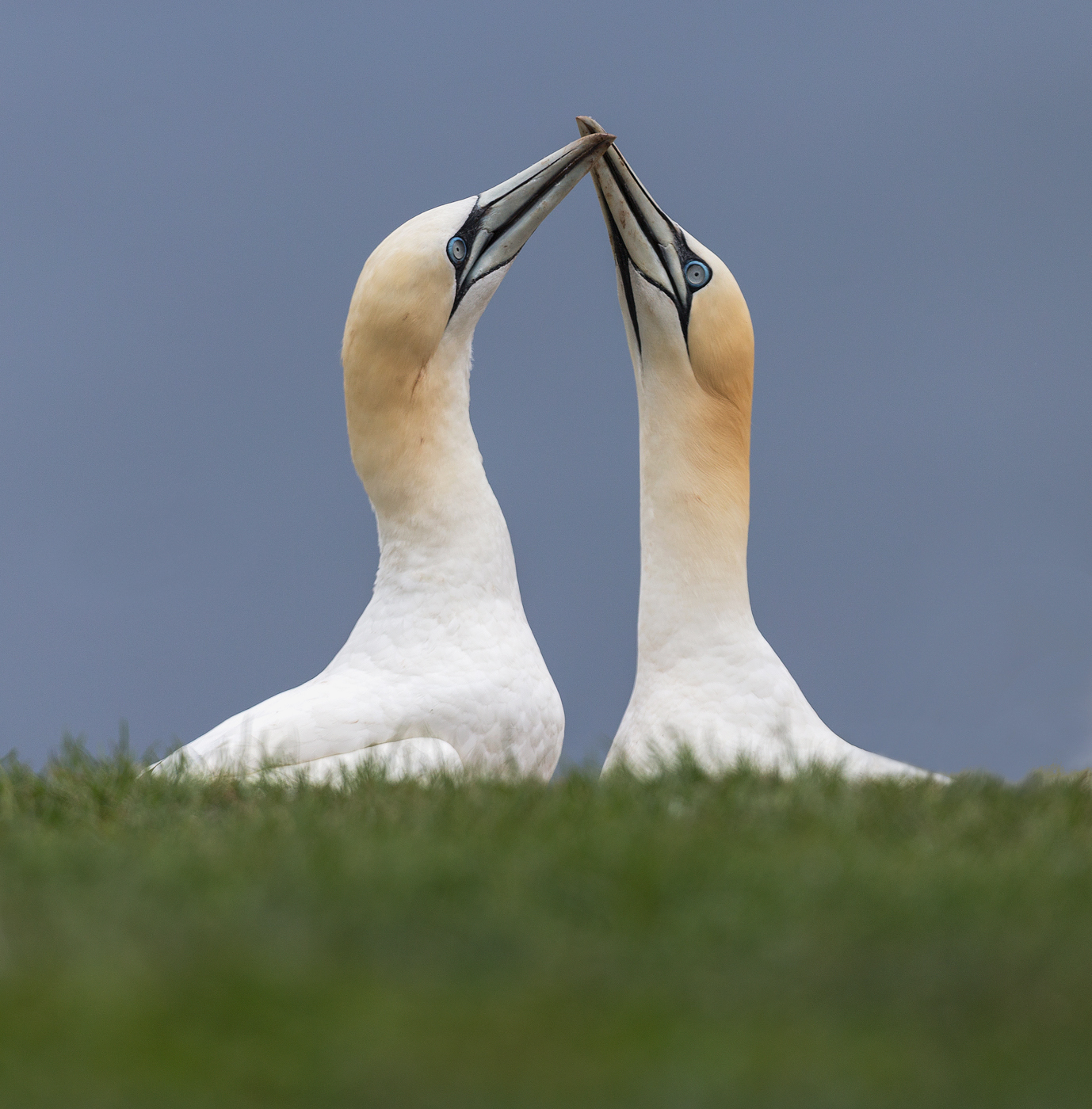 Coppia di Courting Northern Gannets, Quebec, Canada