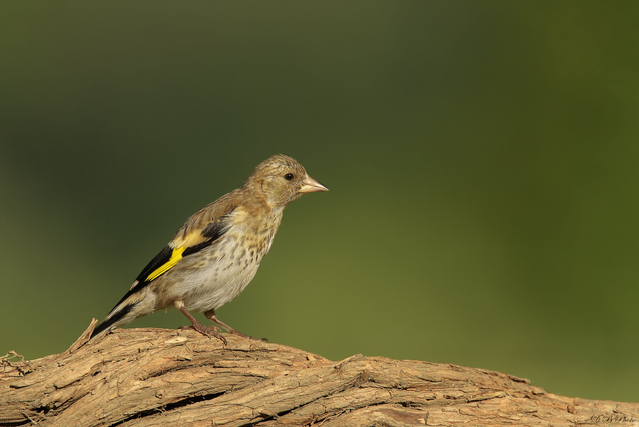 Cardellino immaturo.