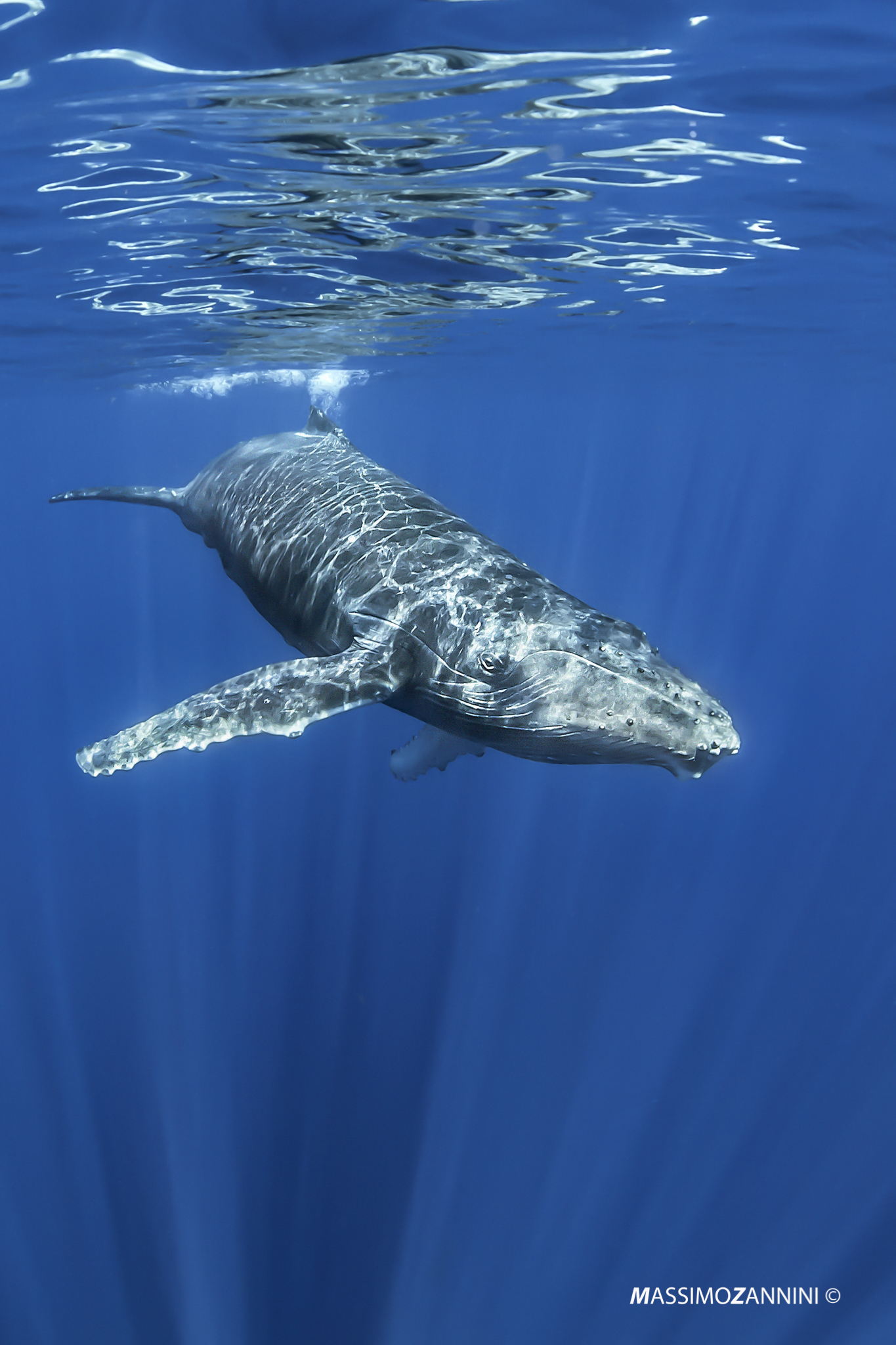 humpback