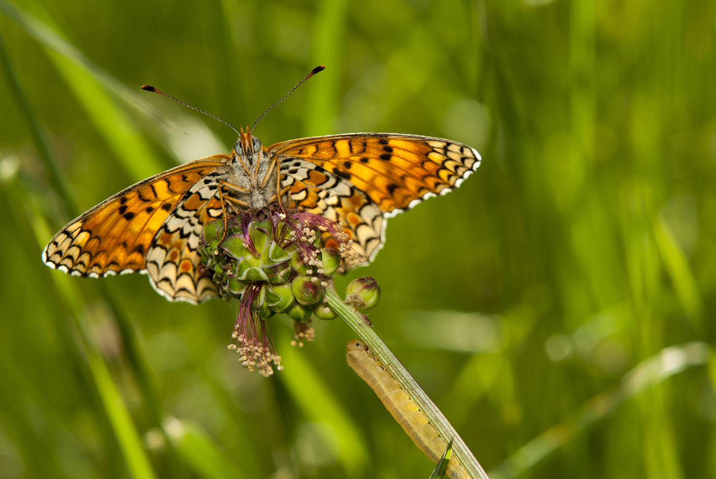 Mellicta Athalia with friend
