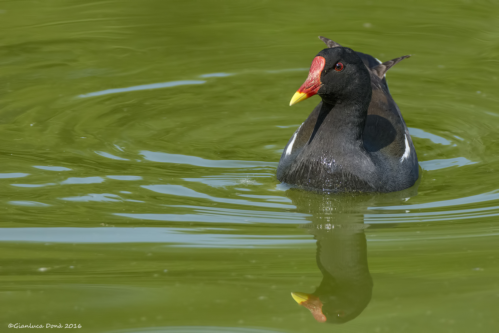 Gallinula chloropus L. 1758