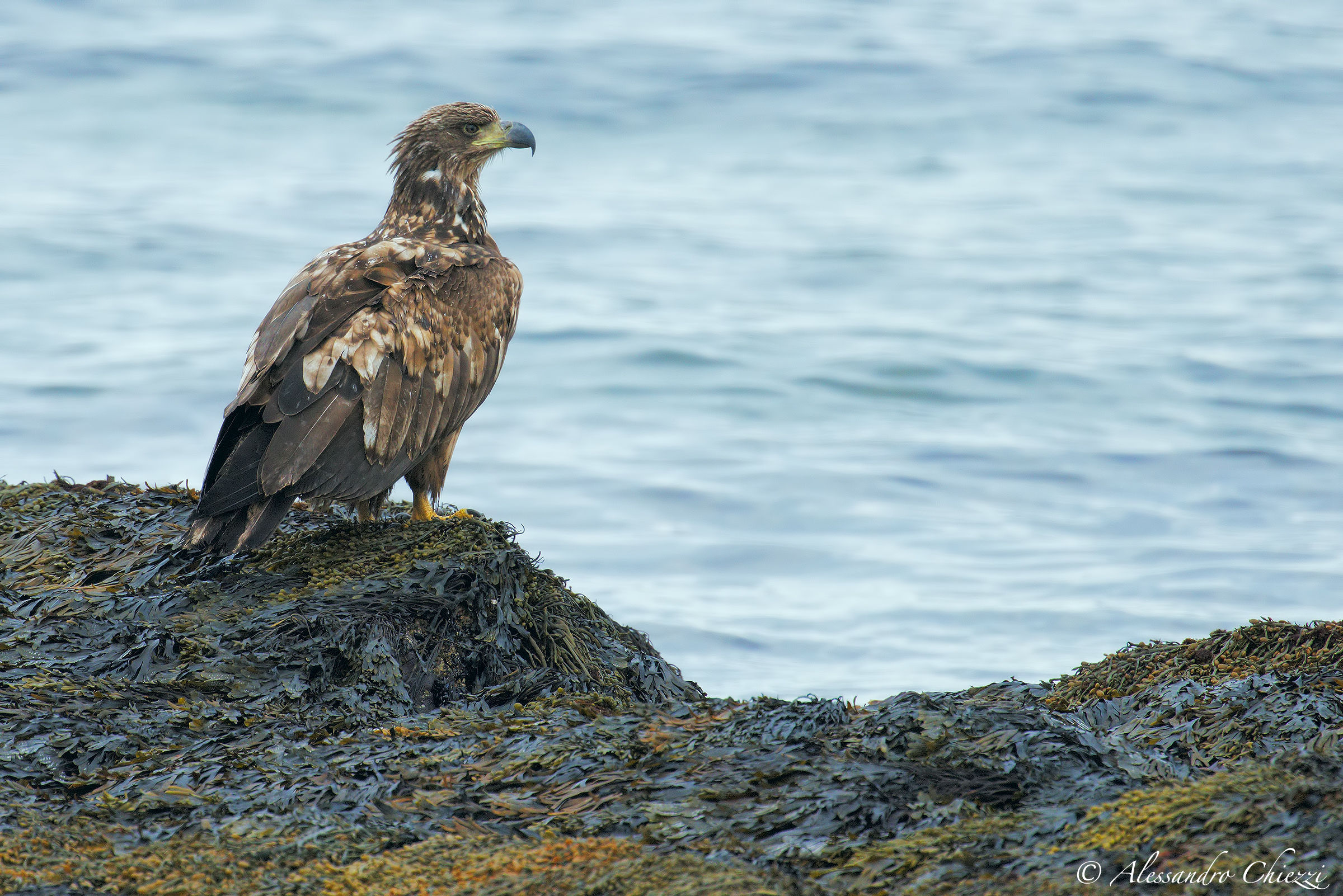 Sea eagle