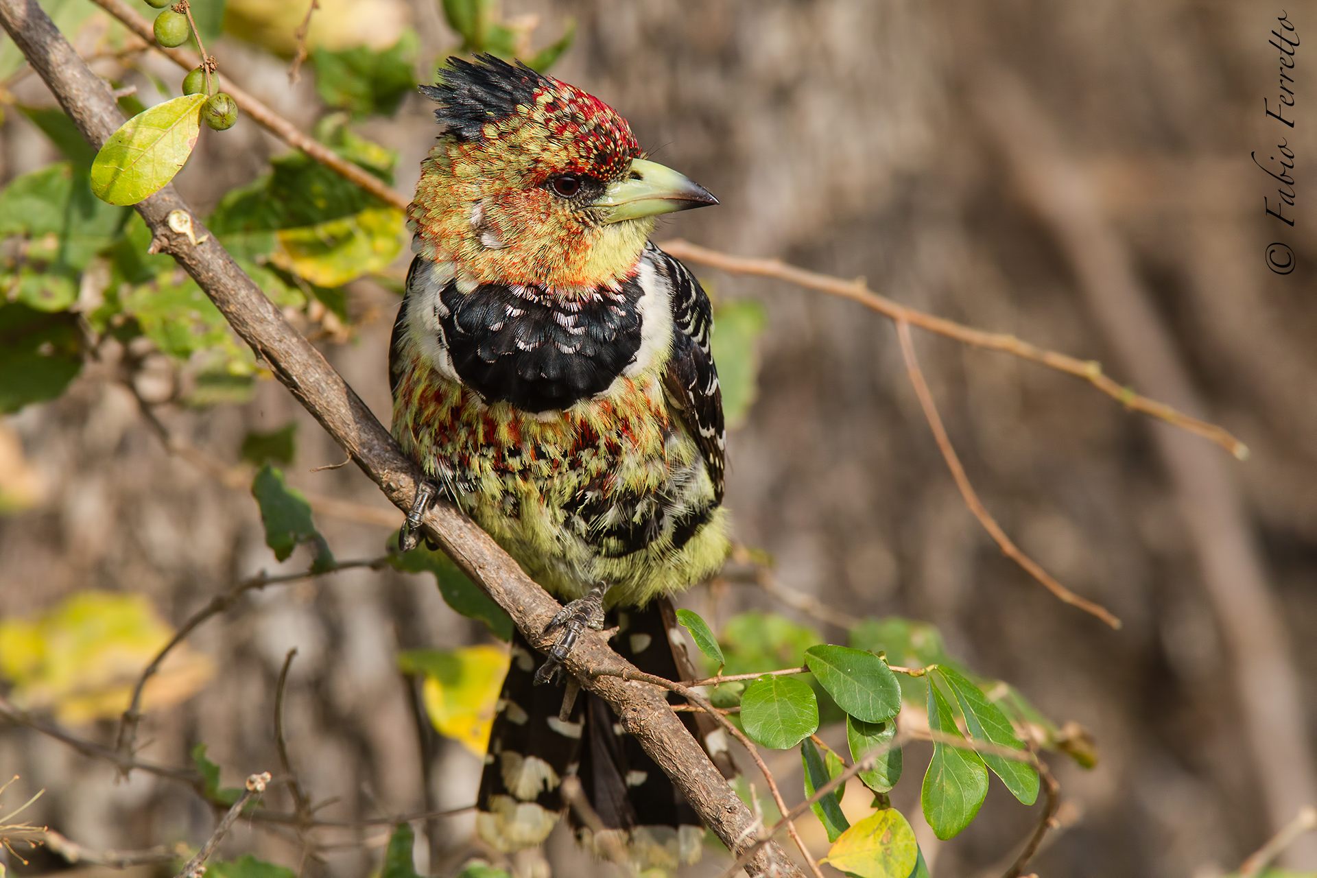 The colors of South Africa
