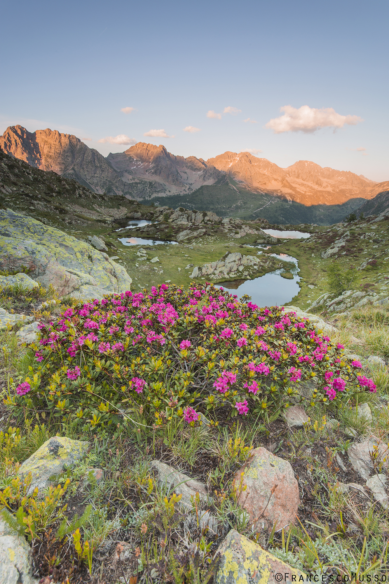 The season of the rhododendrons ...