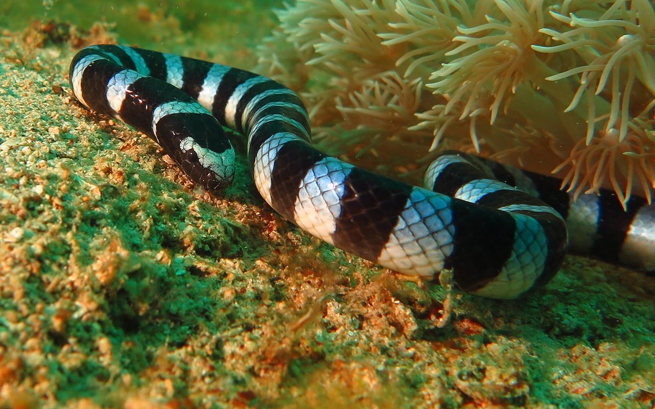 laticauda colubrina