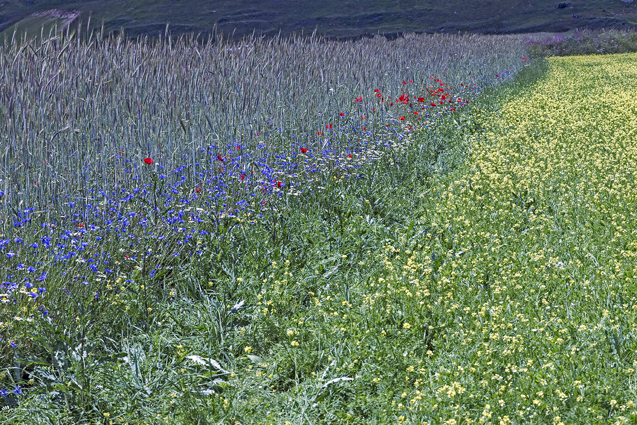 castelluccio 2016