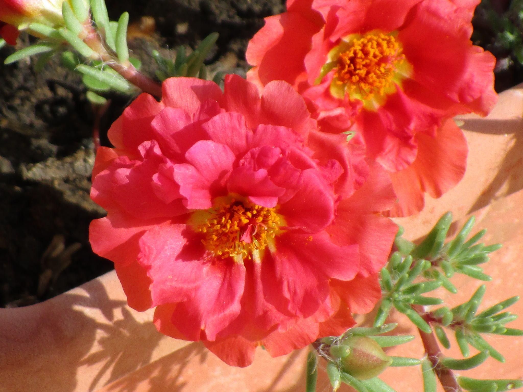 fiori di portulaca