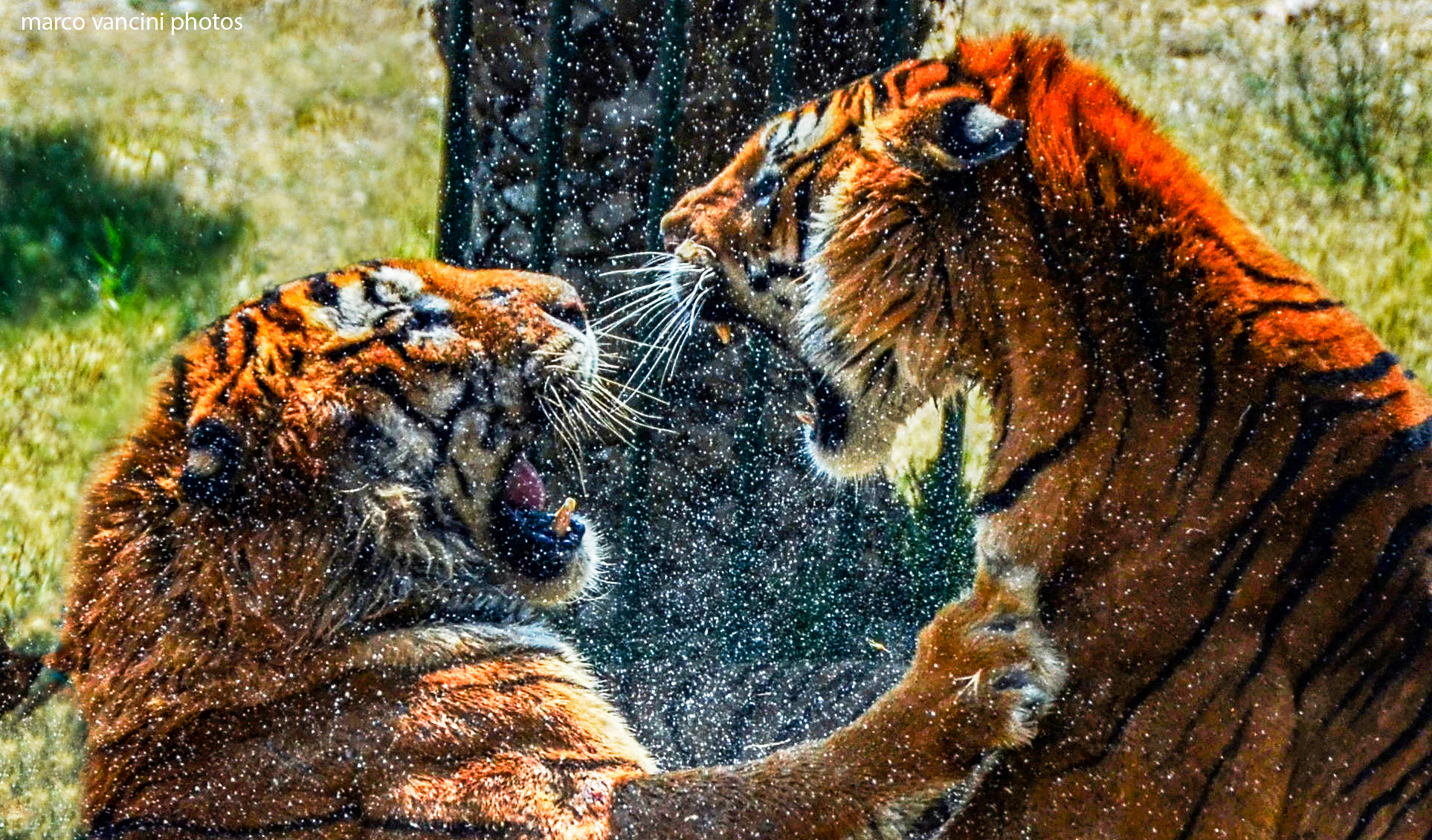 Tiger against Tiger