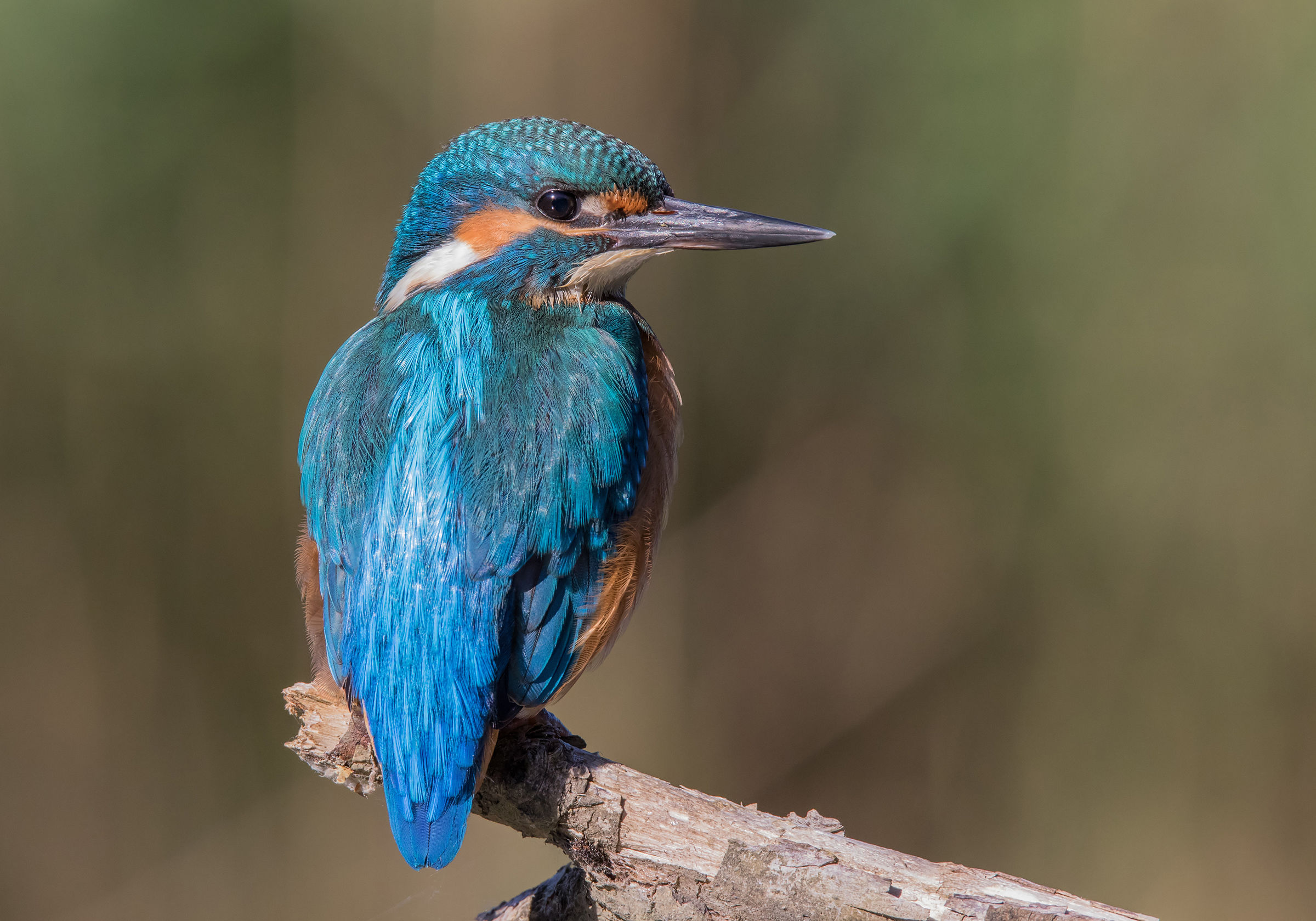 Kingfisher