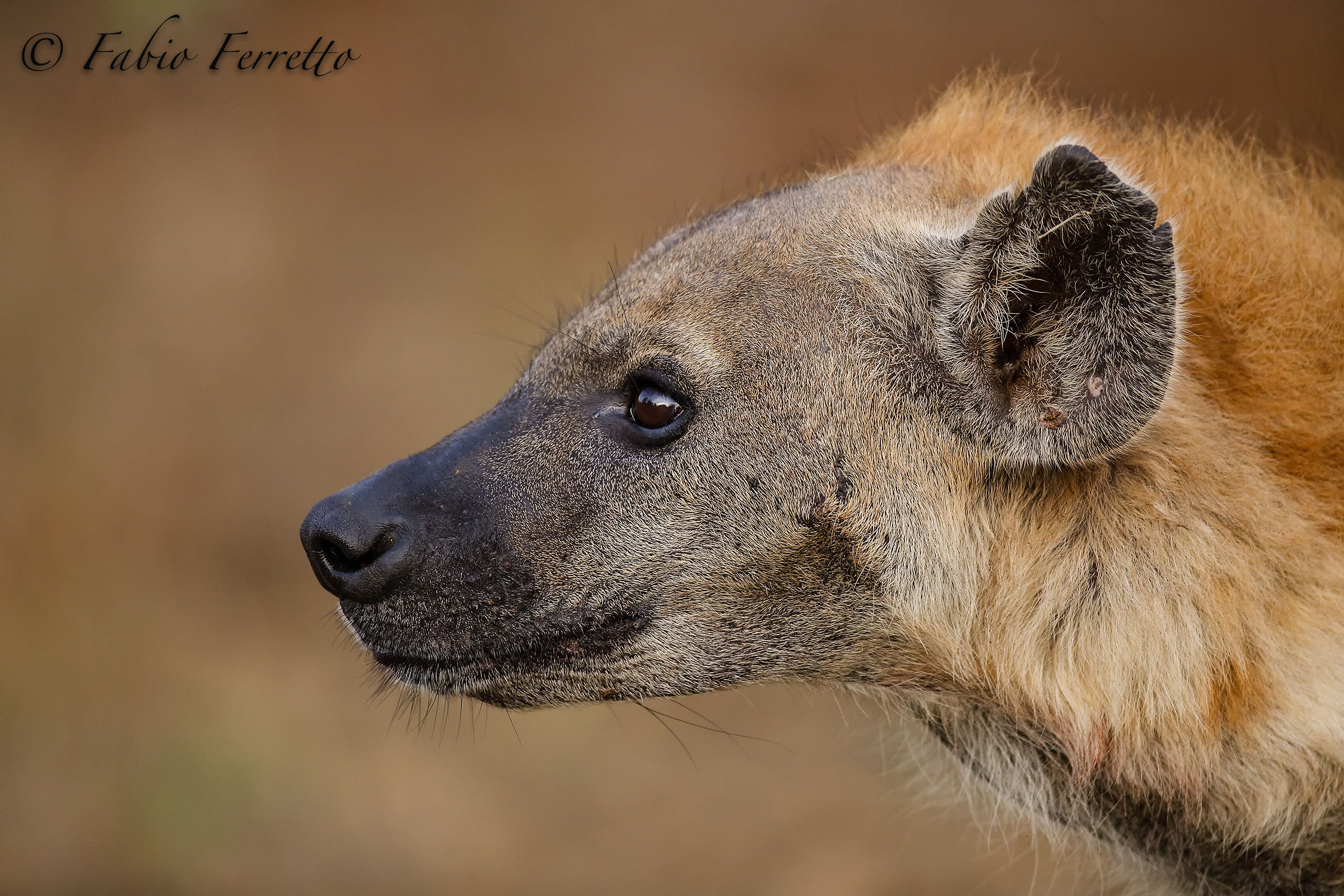 Portrait of Hyena