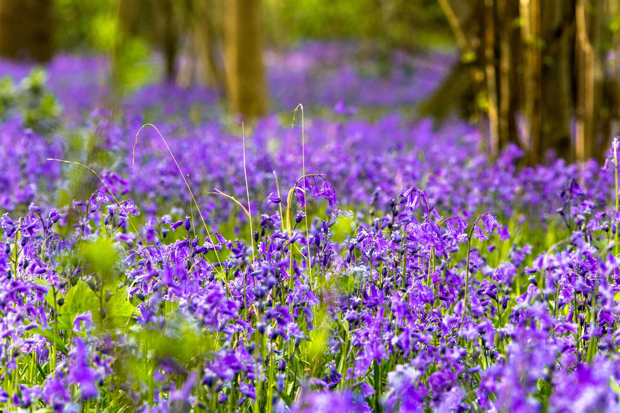 Wild Bluebells
