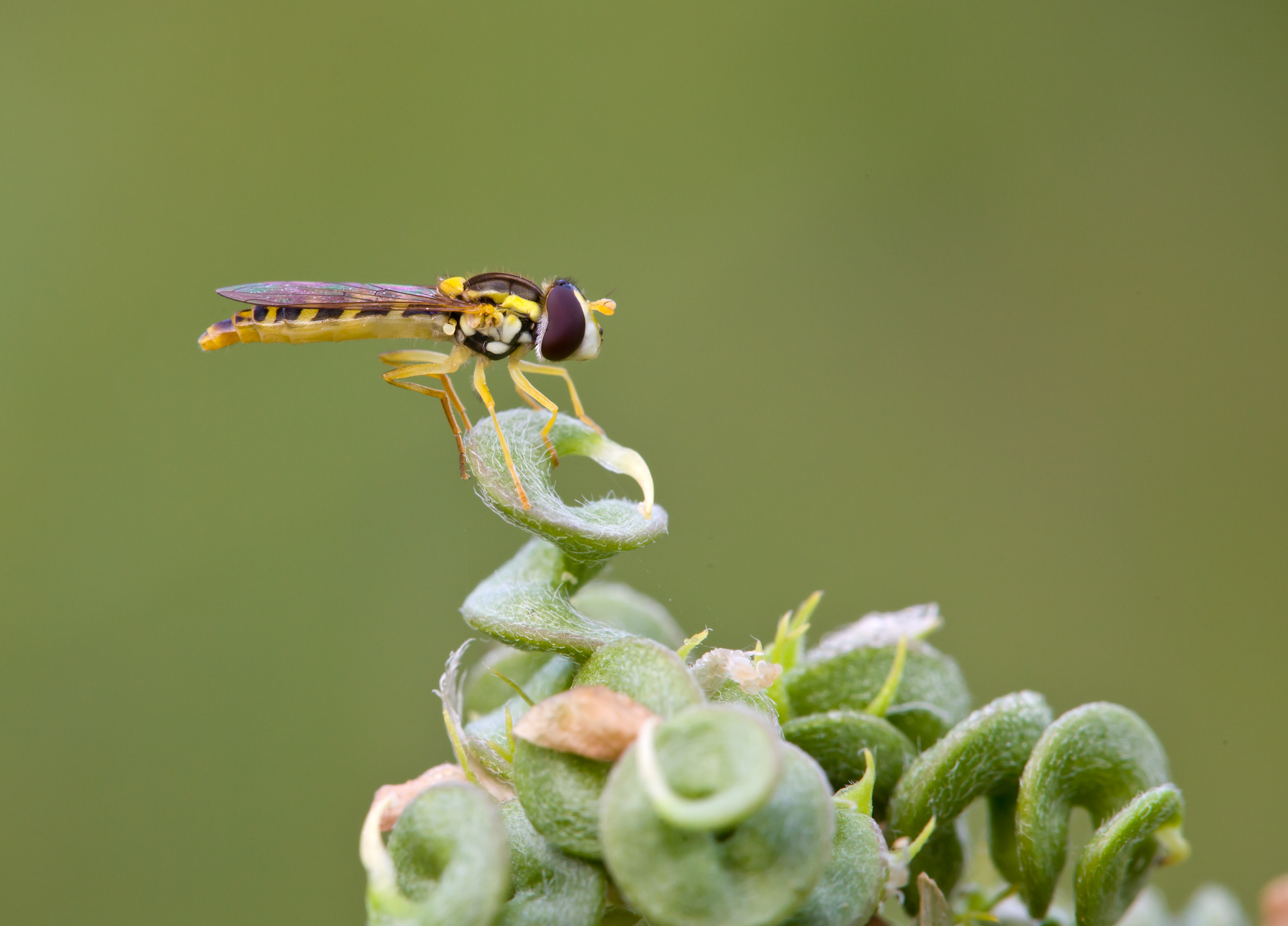 Pronti....Attenti.....Via!!!!!
