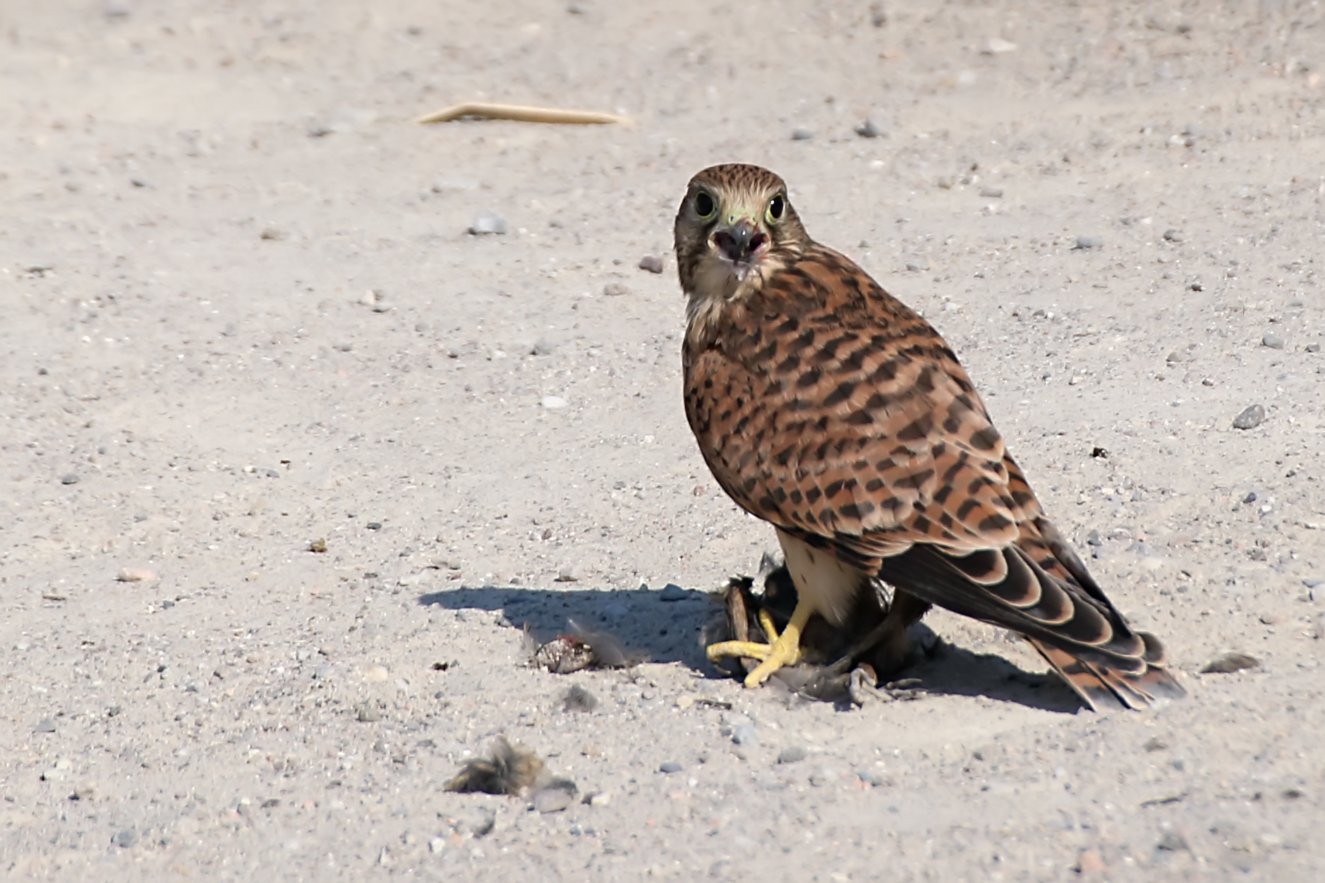 Kestrel (F) with prey