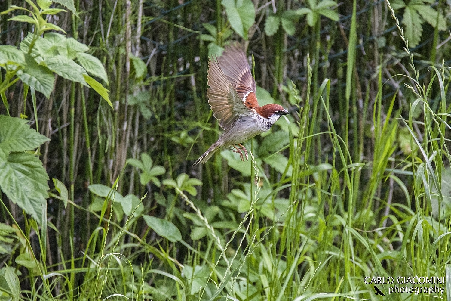 Sparrow in flight