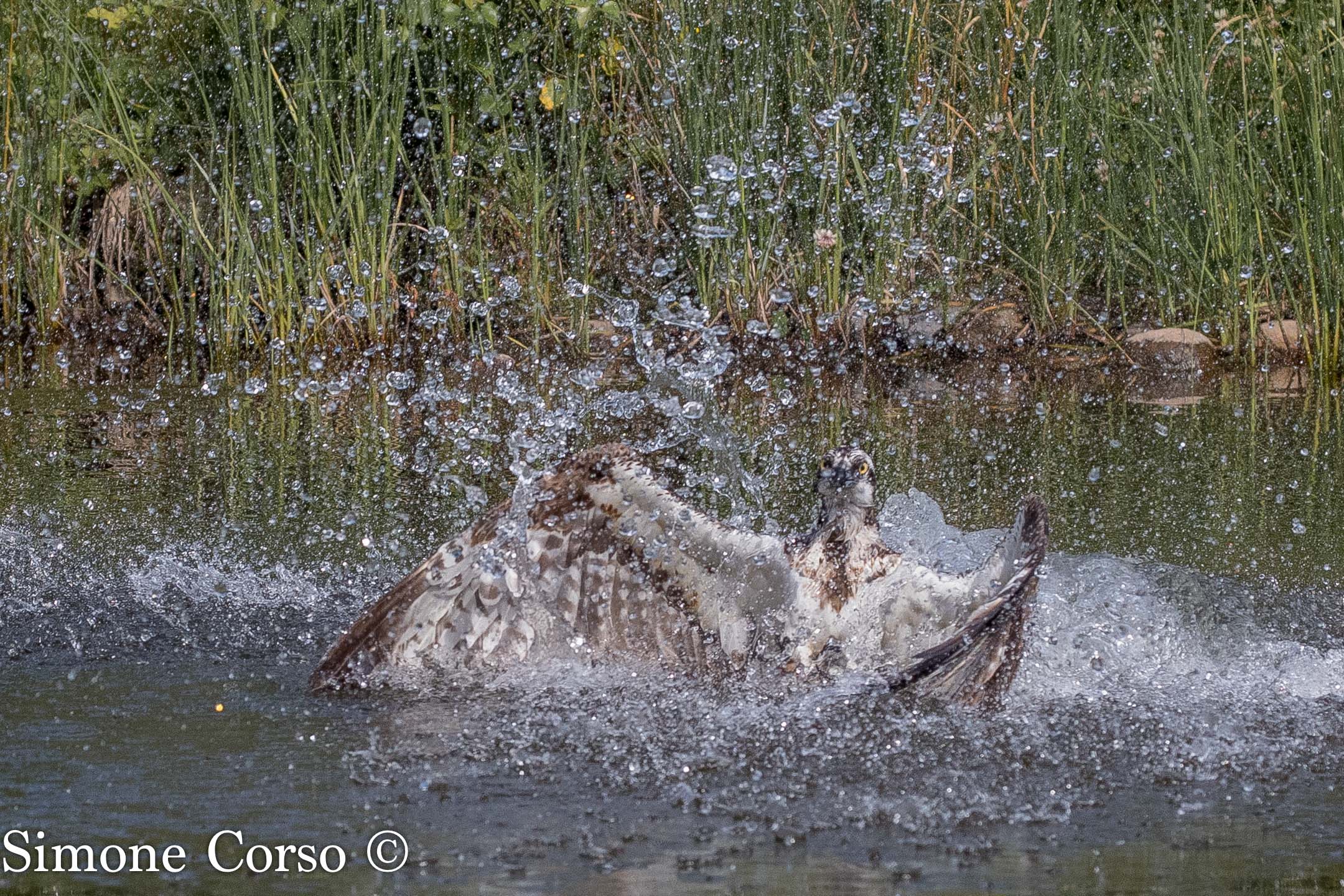Falco Pescatore - il tuffo