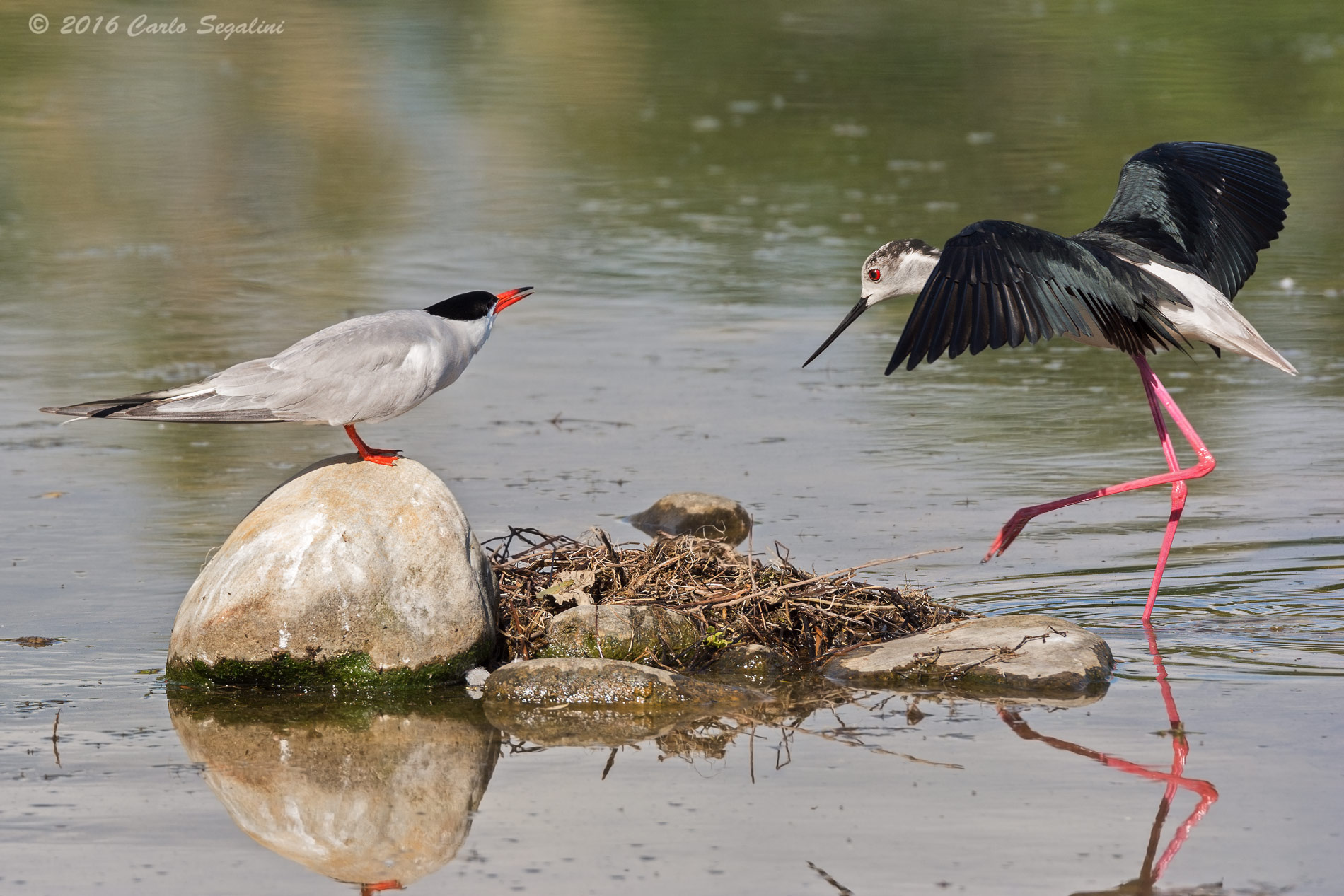 Ehi Cavaliere... dove vai...?