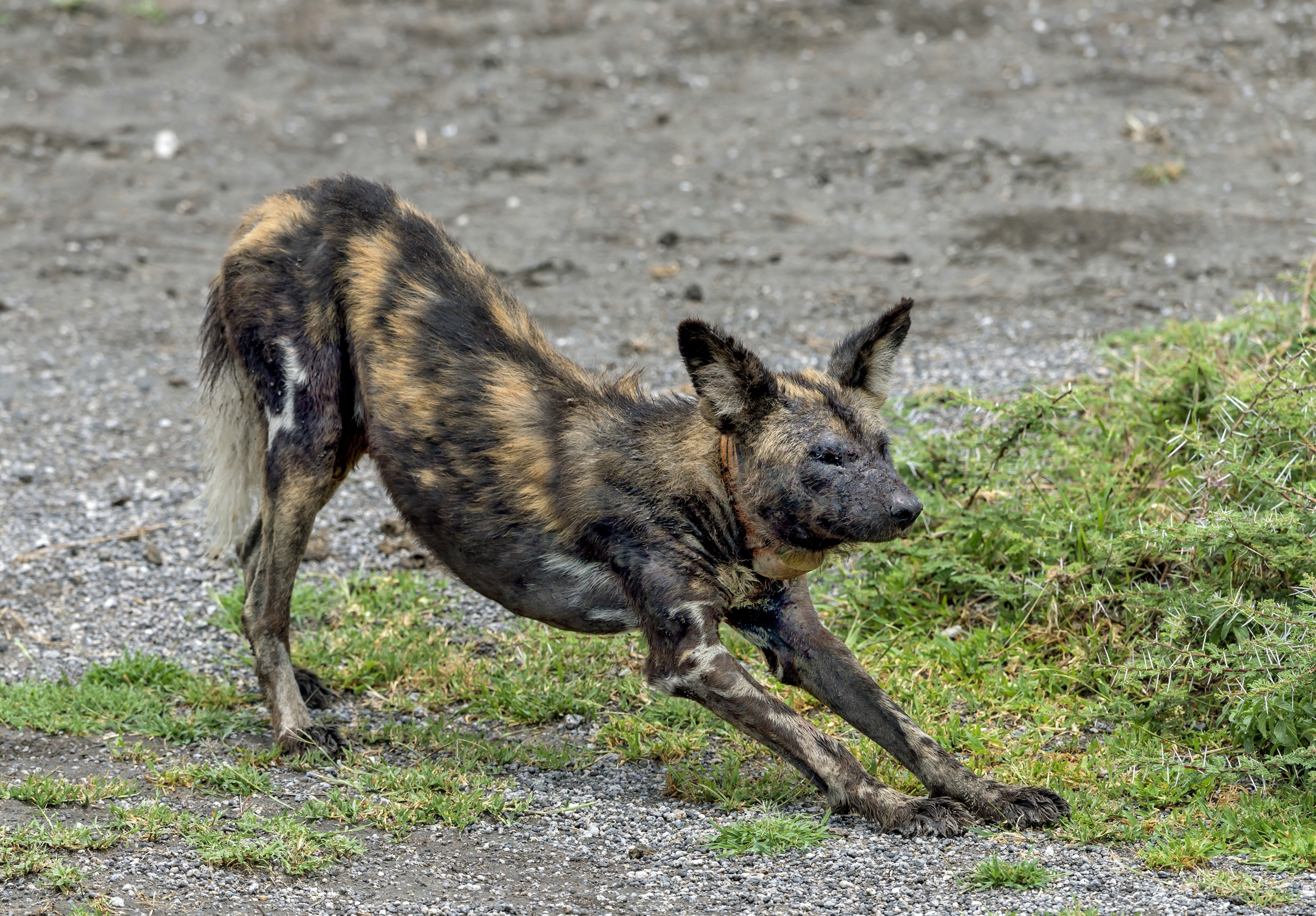 Tanzania 2016 - Licaon