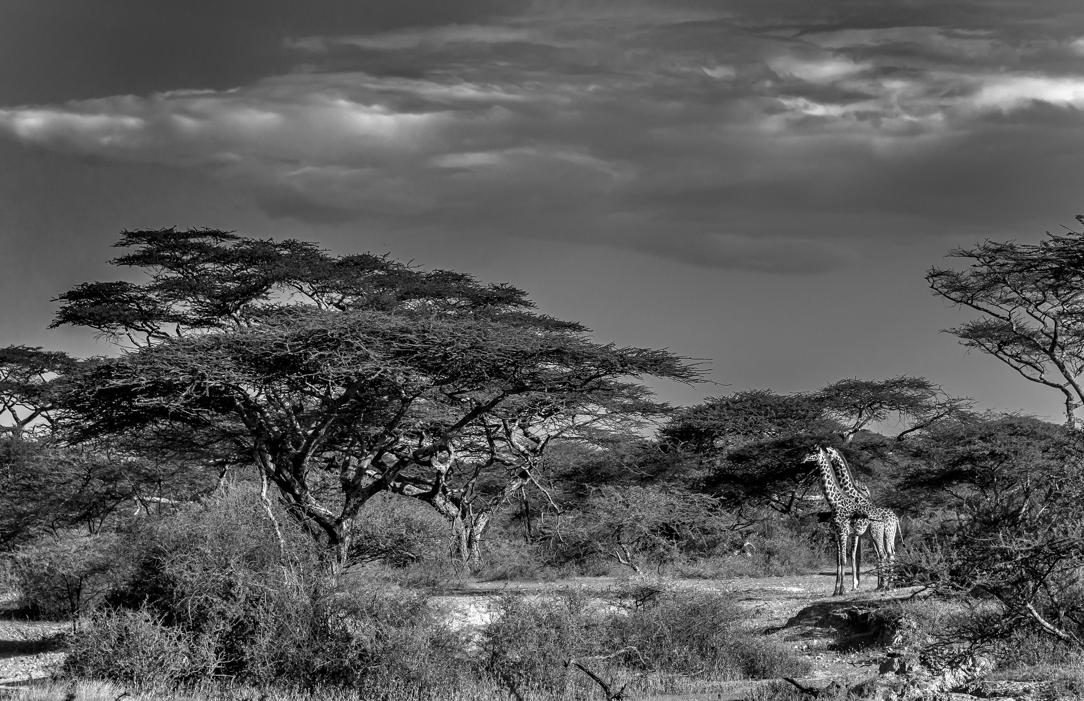 Tanzania 2016 - Ngorongoro Conservation Area