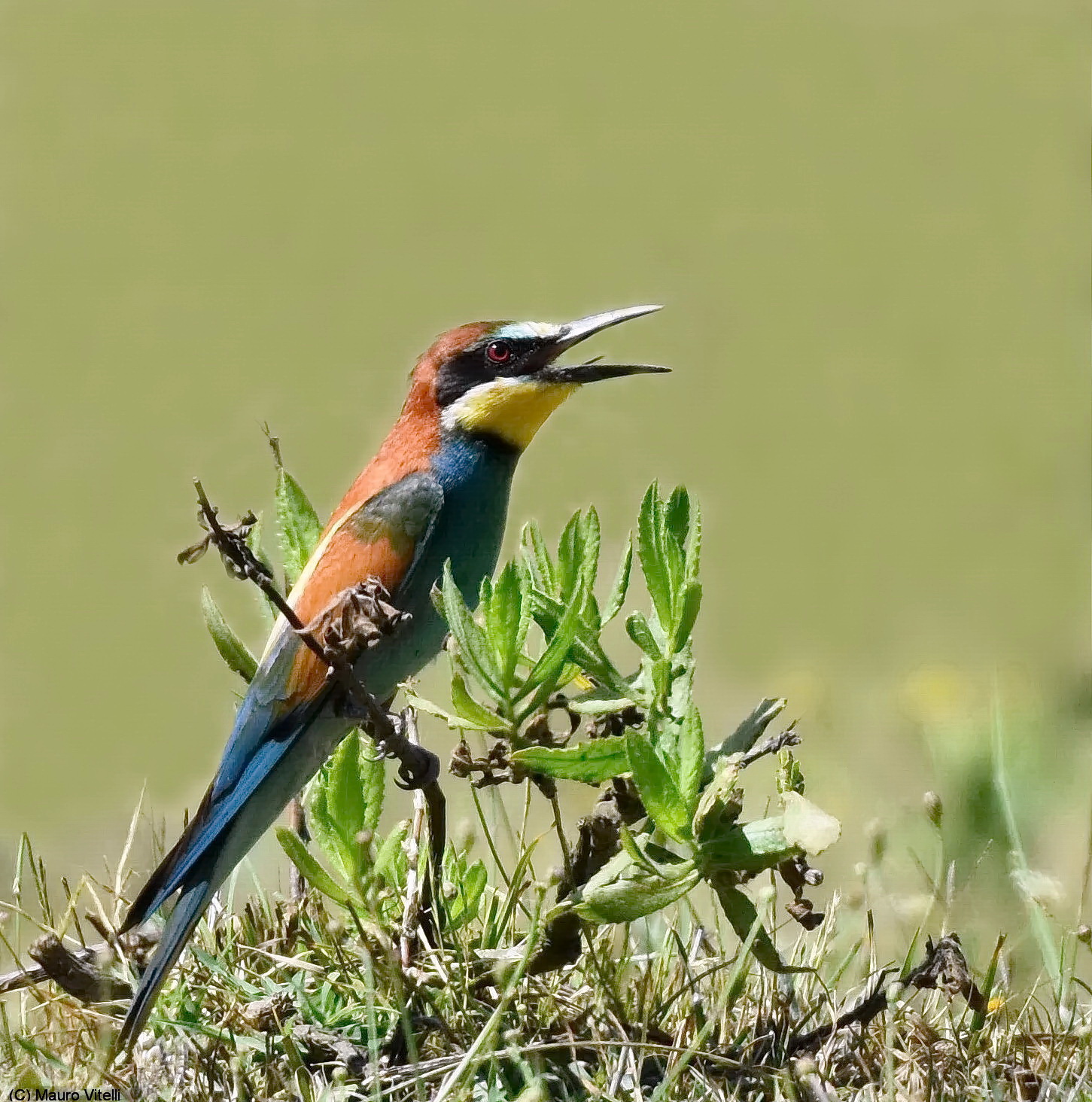 The call of Gruccine