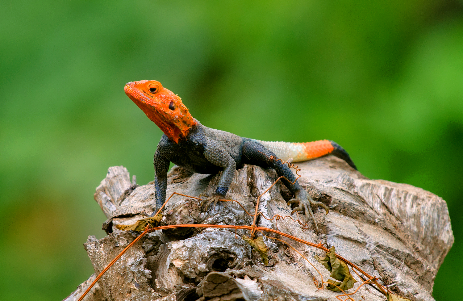 red headed rock agama