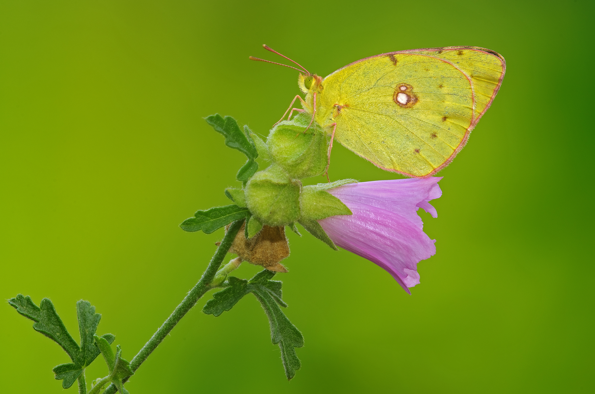 Colias crocea