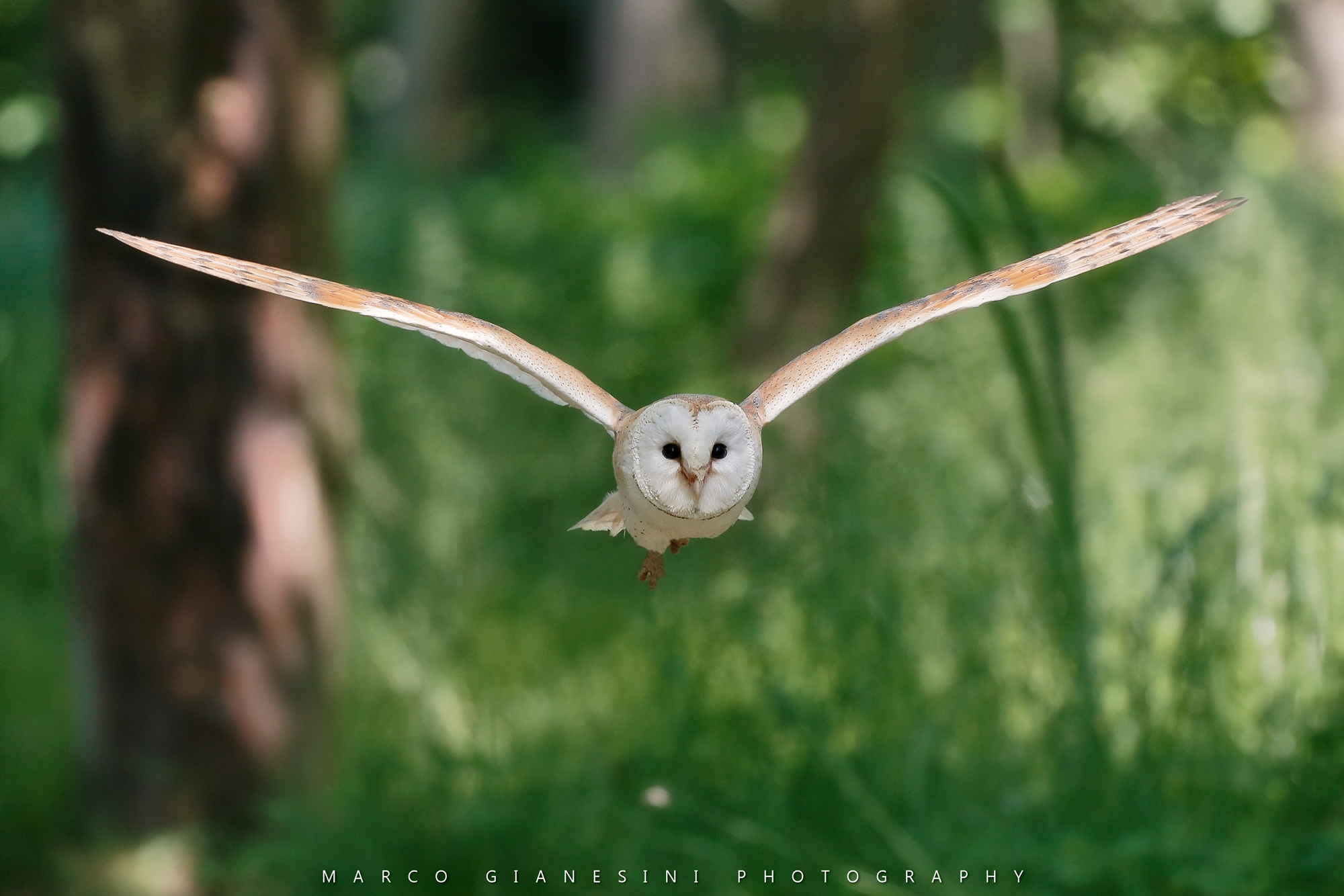barn owl