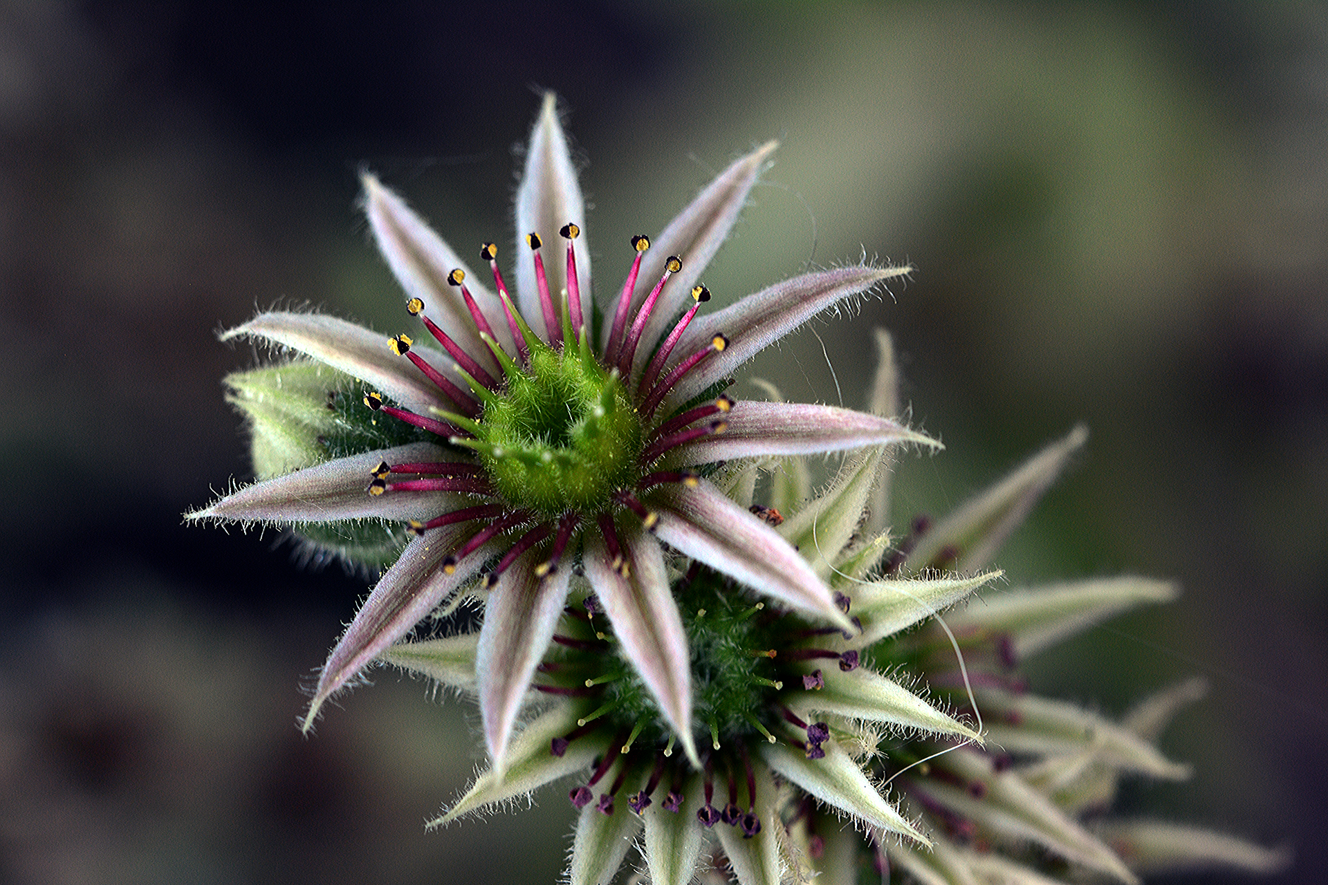 fiore Sempervivum