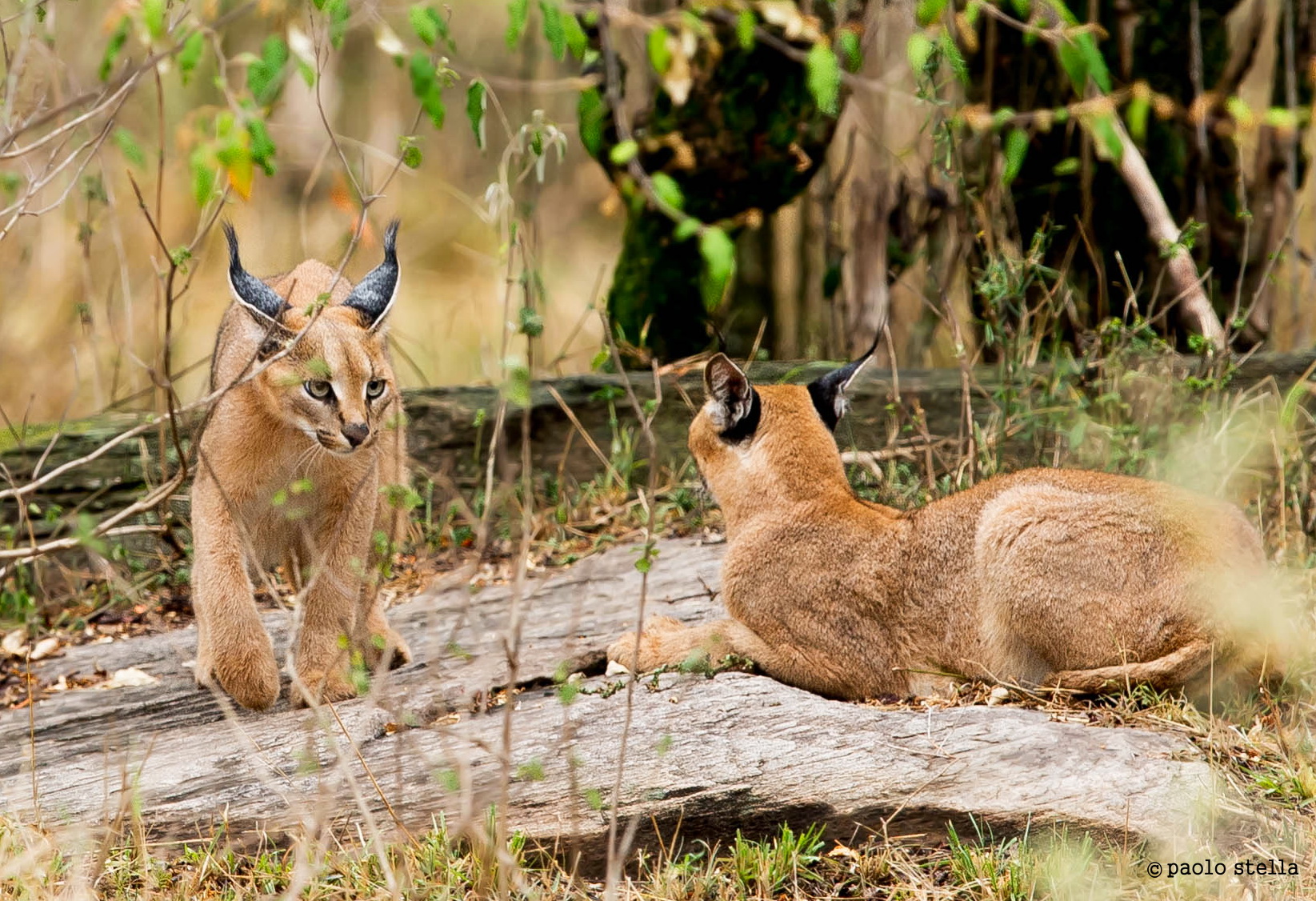 mom & cub caracal