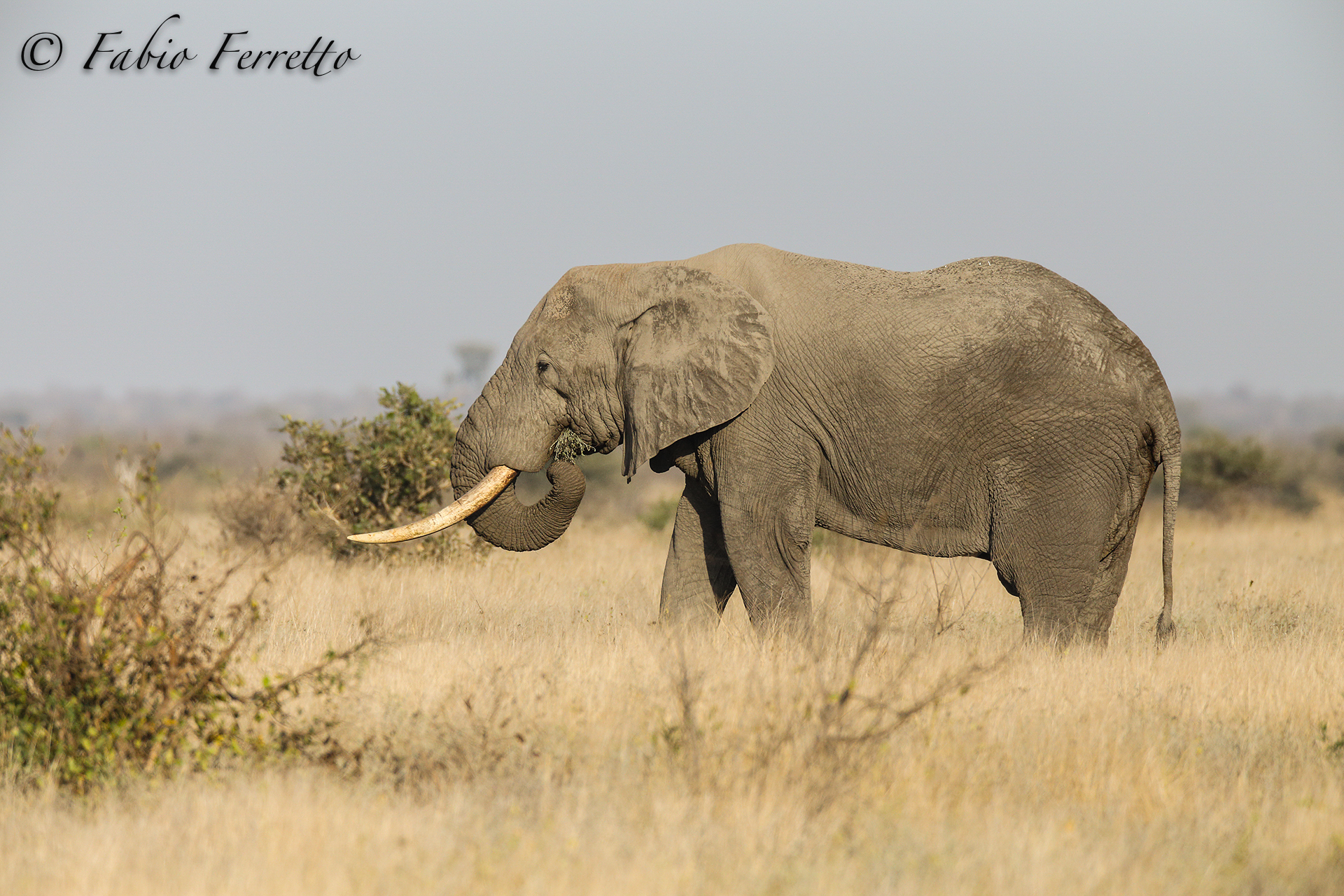 Elephant in the bush