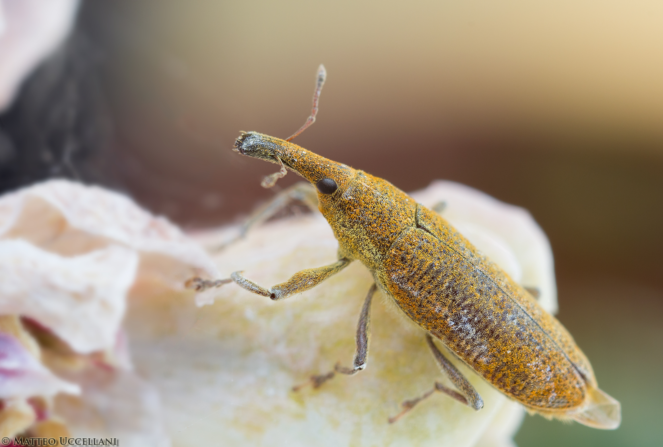 Beetle Curculionidae Lixus sp.