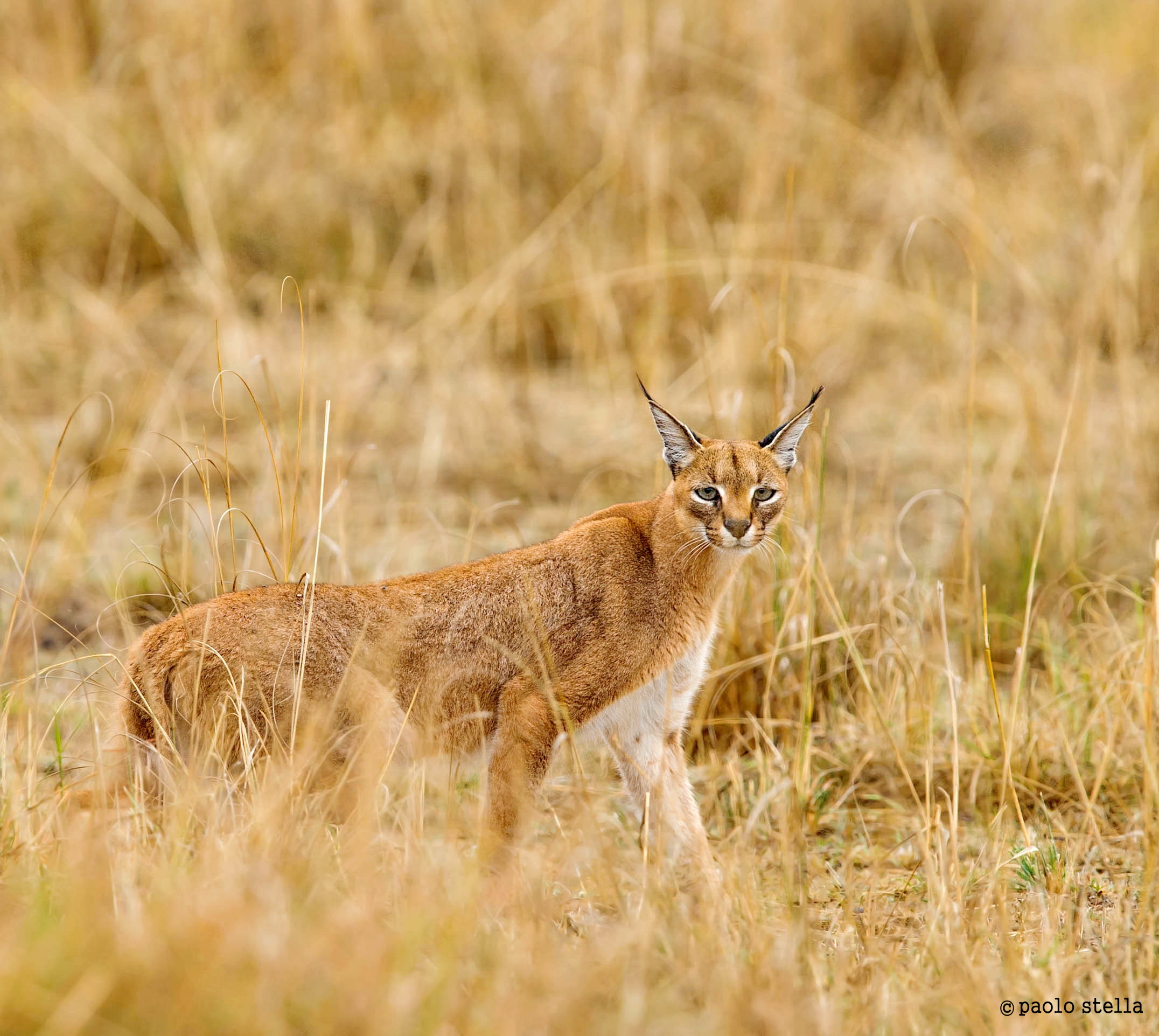 caracal for hunting