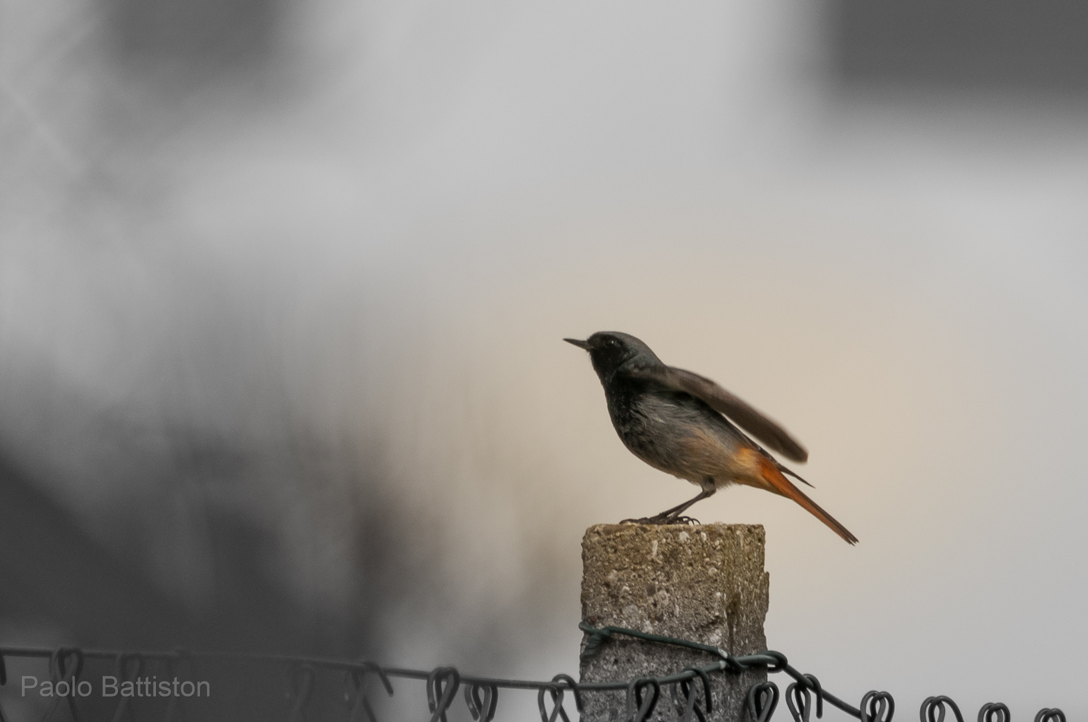 black redstart