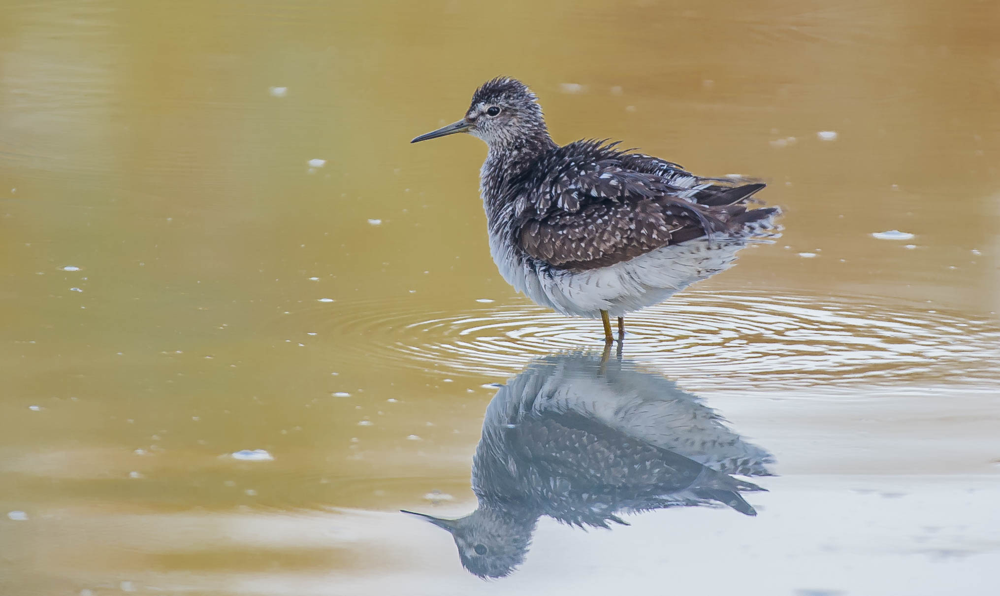 piro piro boschereccio