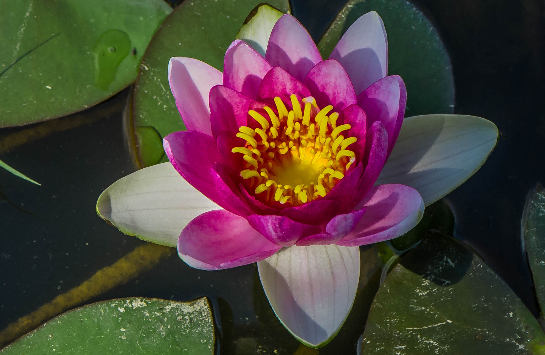 Lotus flower