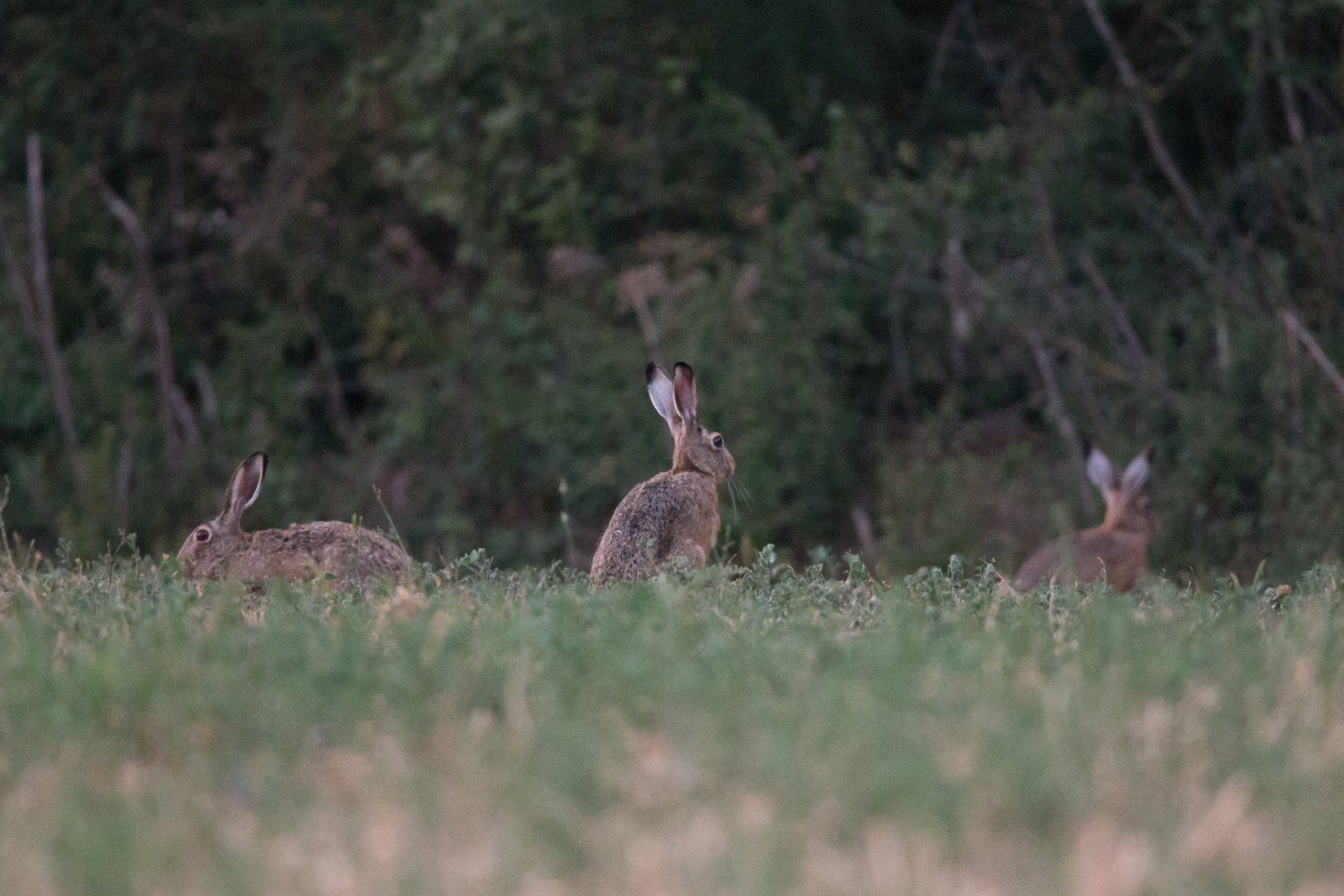 Leprotti ... almost in the dark