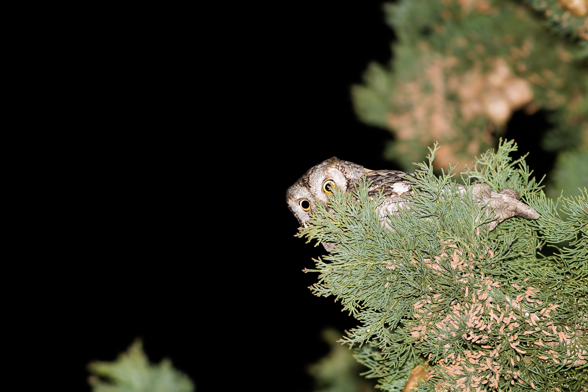 Assiolo - Otus Scops