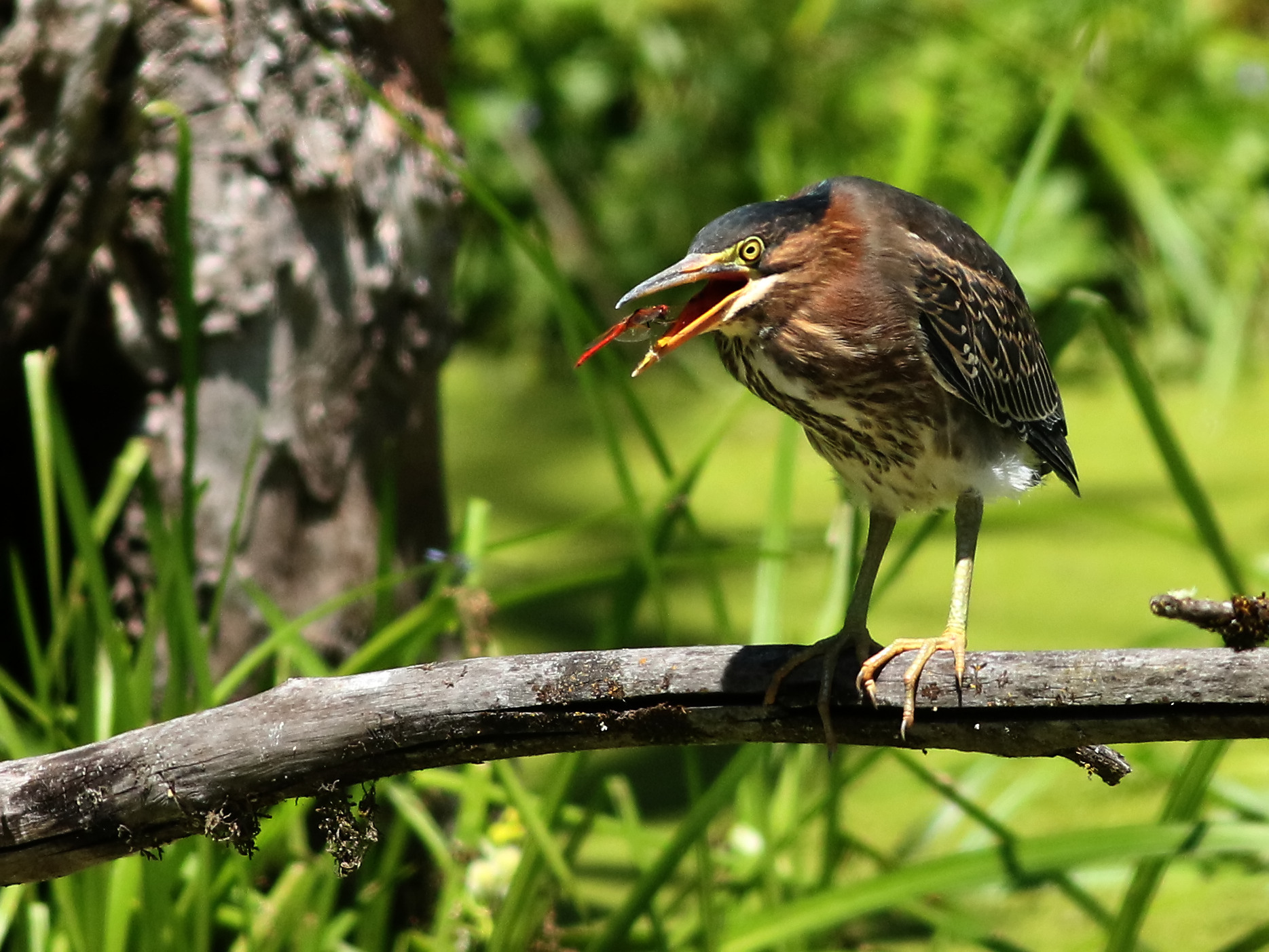 Camminare direttamente nel