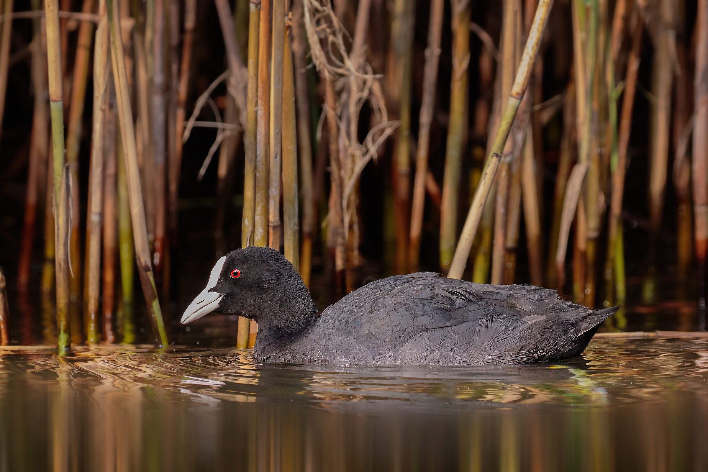 Common Coot (Fulica atra)