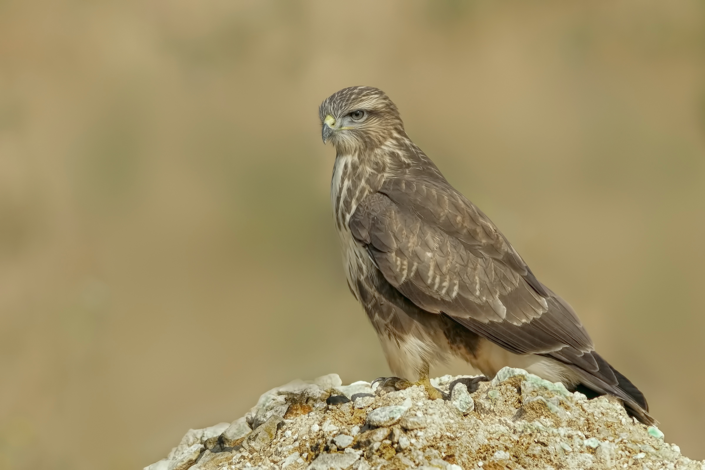 Buzzard (Buteo buteo)