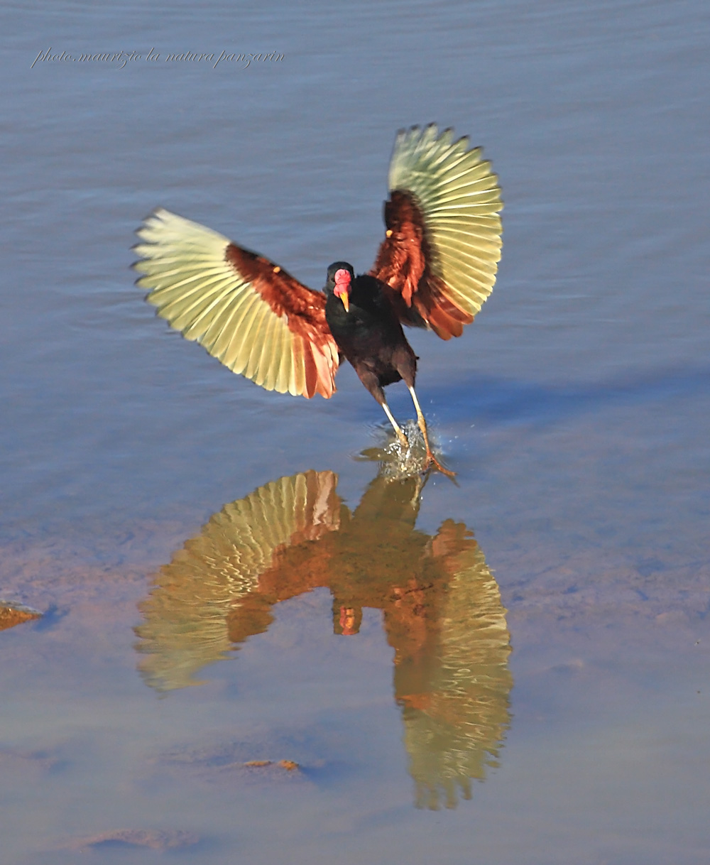 Jacana caruncolata!
