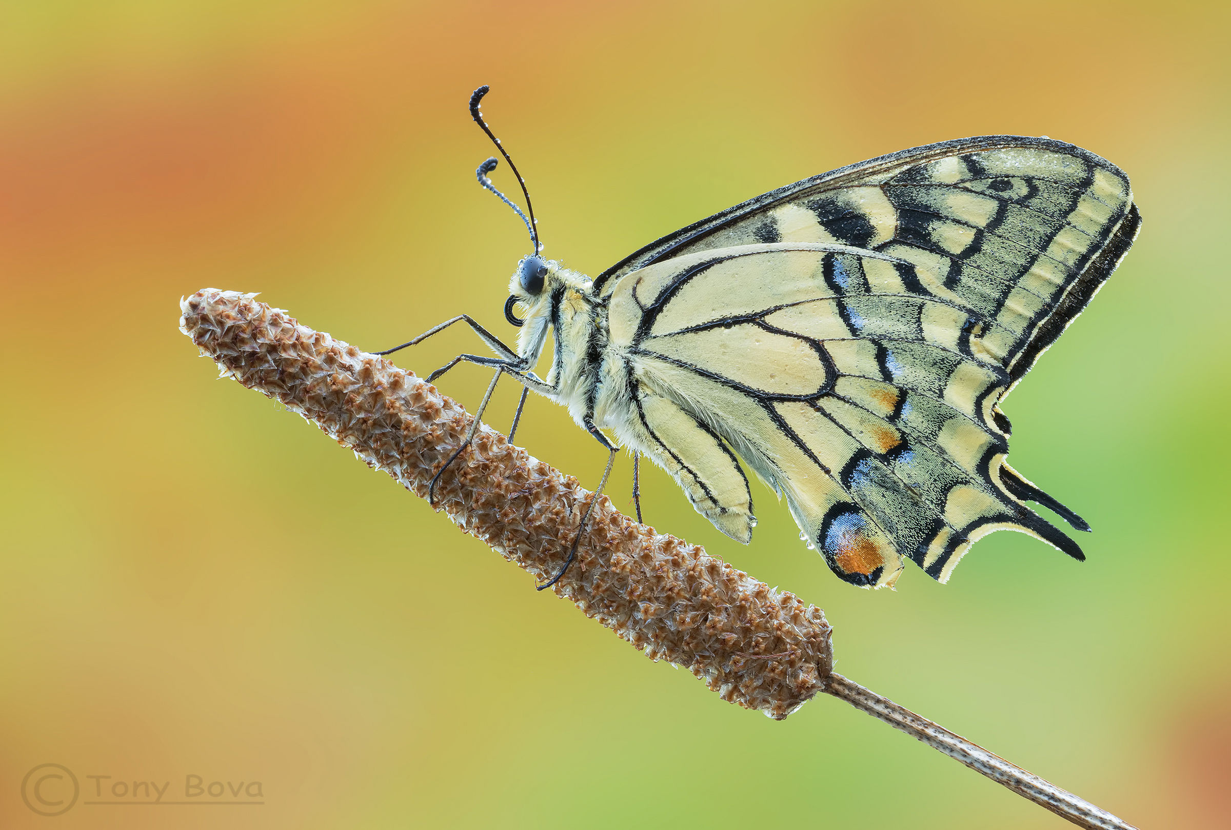 King Swallowtail ...