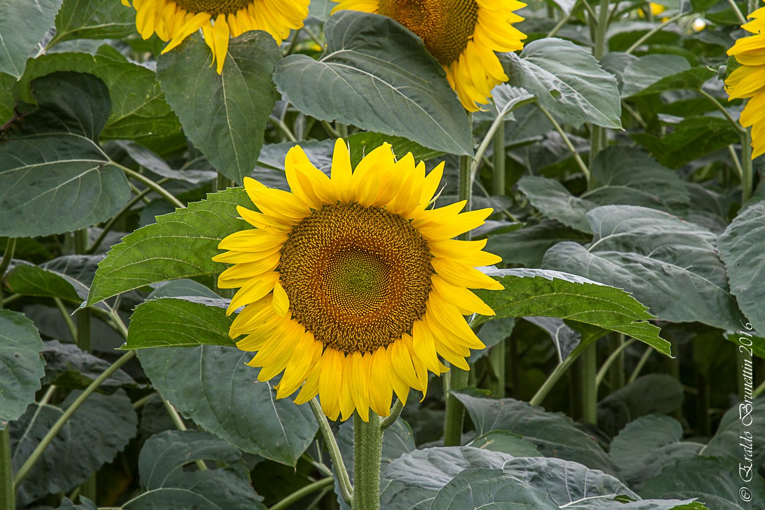 Today the sun was just him.